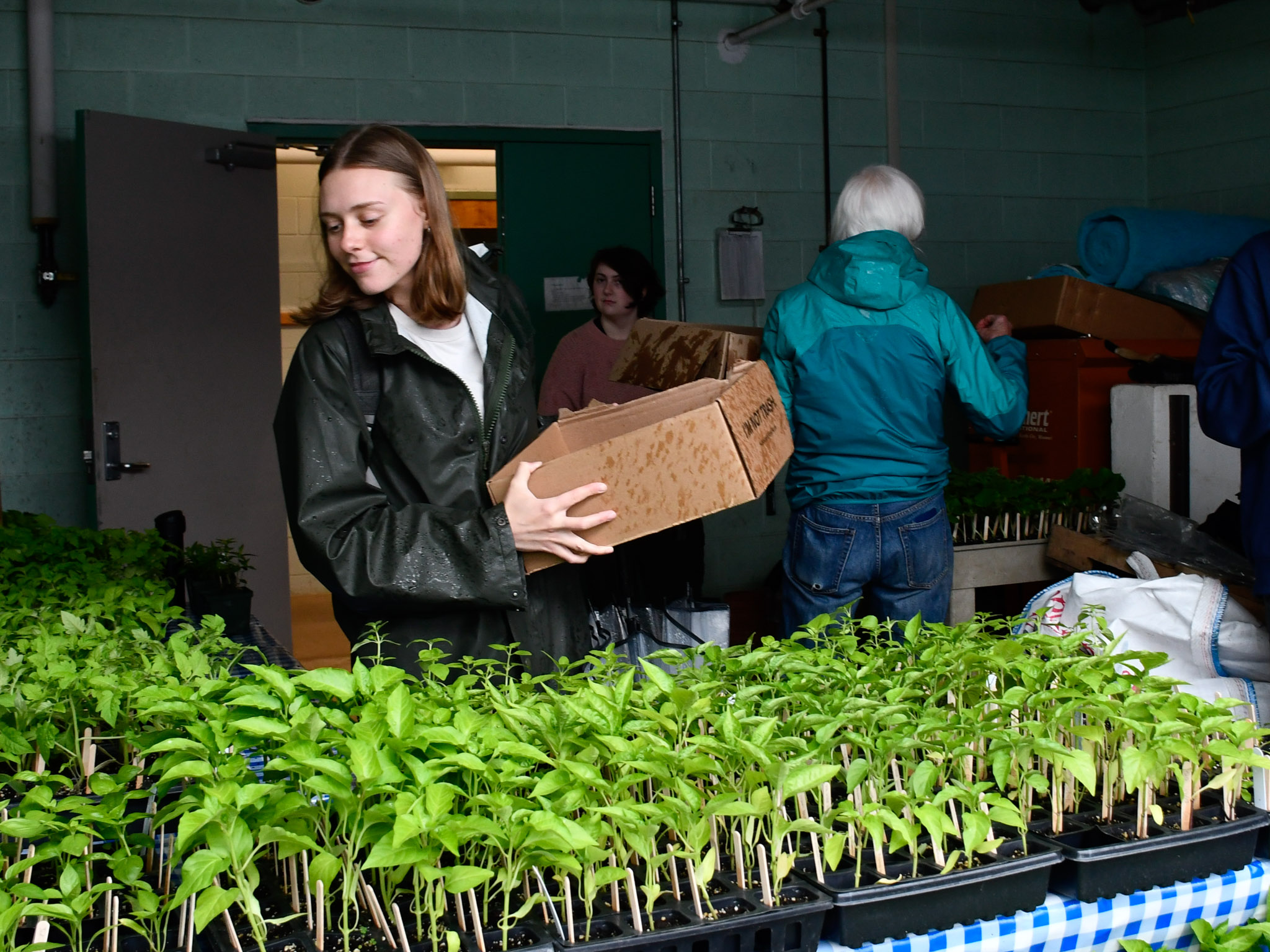 A student organizes plants during the Ross Student Farm annual sale