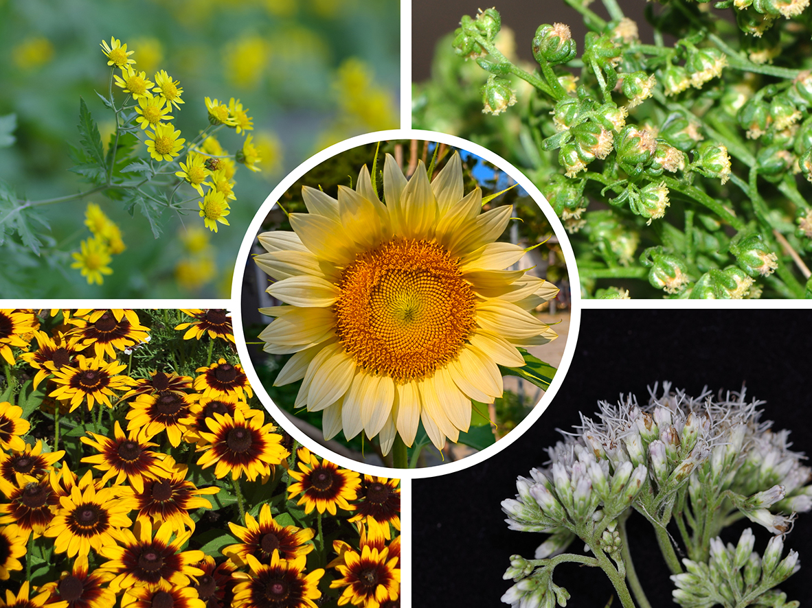 Flowers of the sunflower family showing different types of symmetry