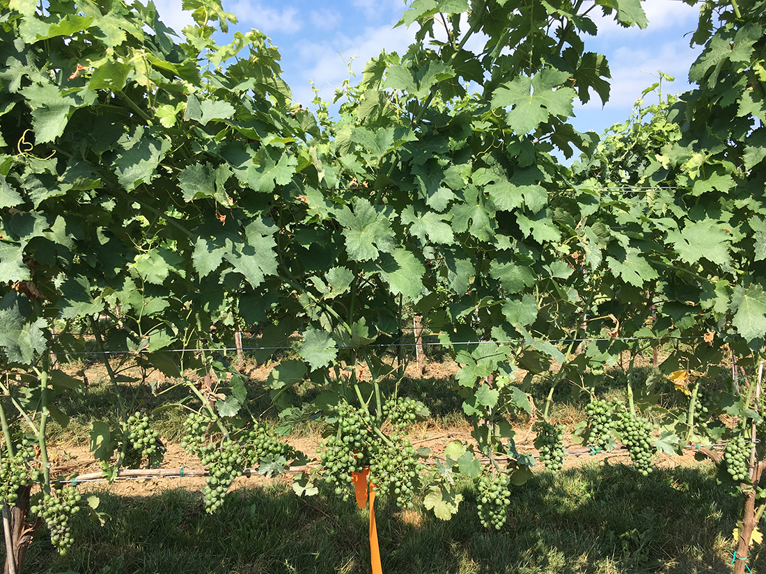 vines with grapes