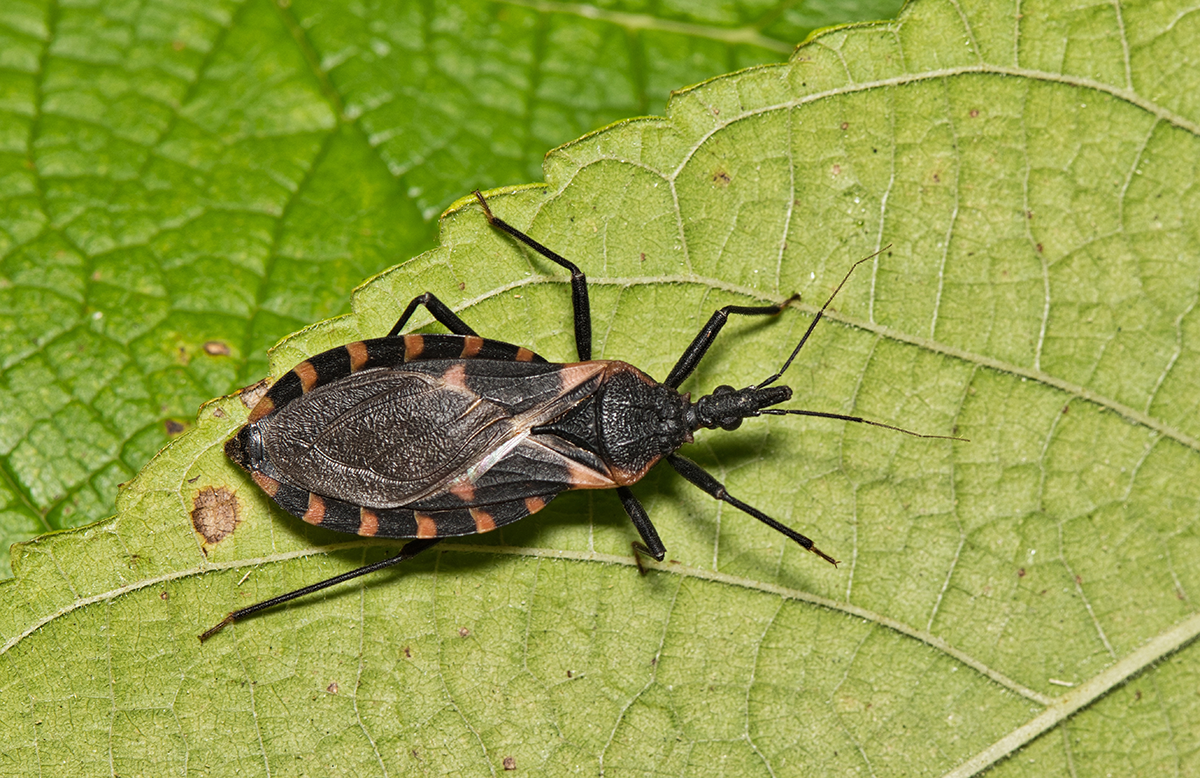 black bug with orange stripes on leaf