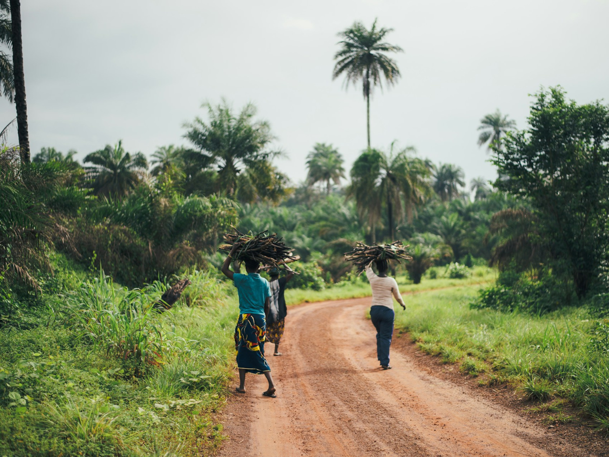 Three adults carrying bundles of sticks on their heads and walking away from the camera in Africa