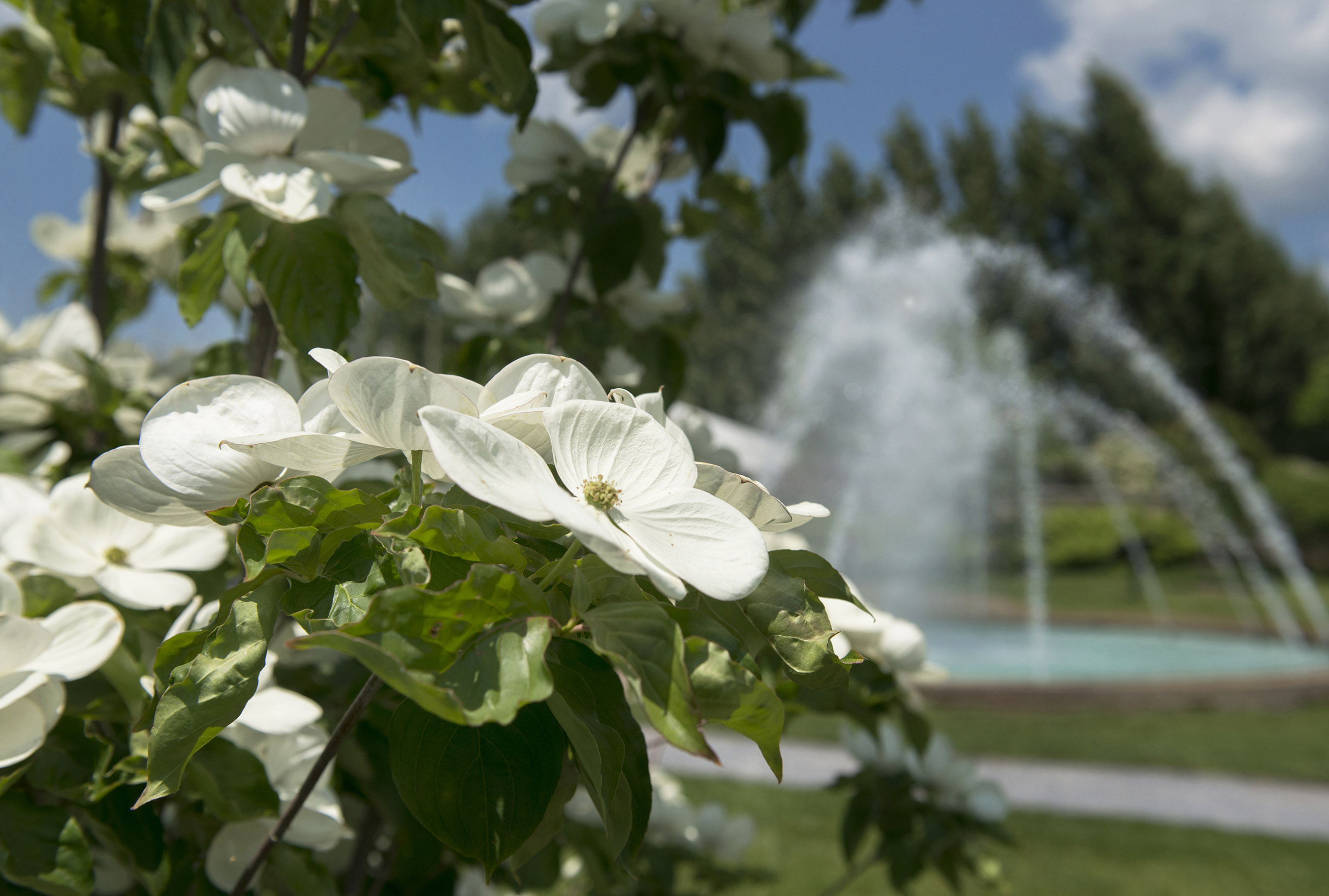 White spring flowers in the foreground with a fountain in the background.