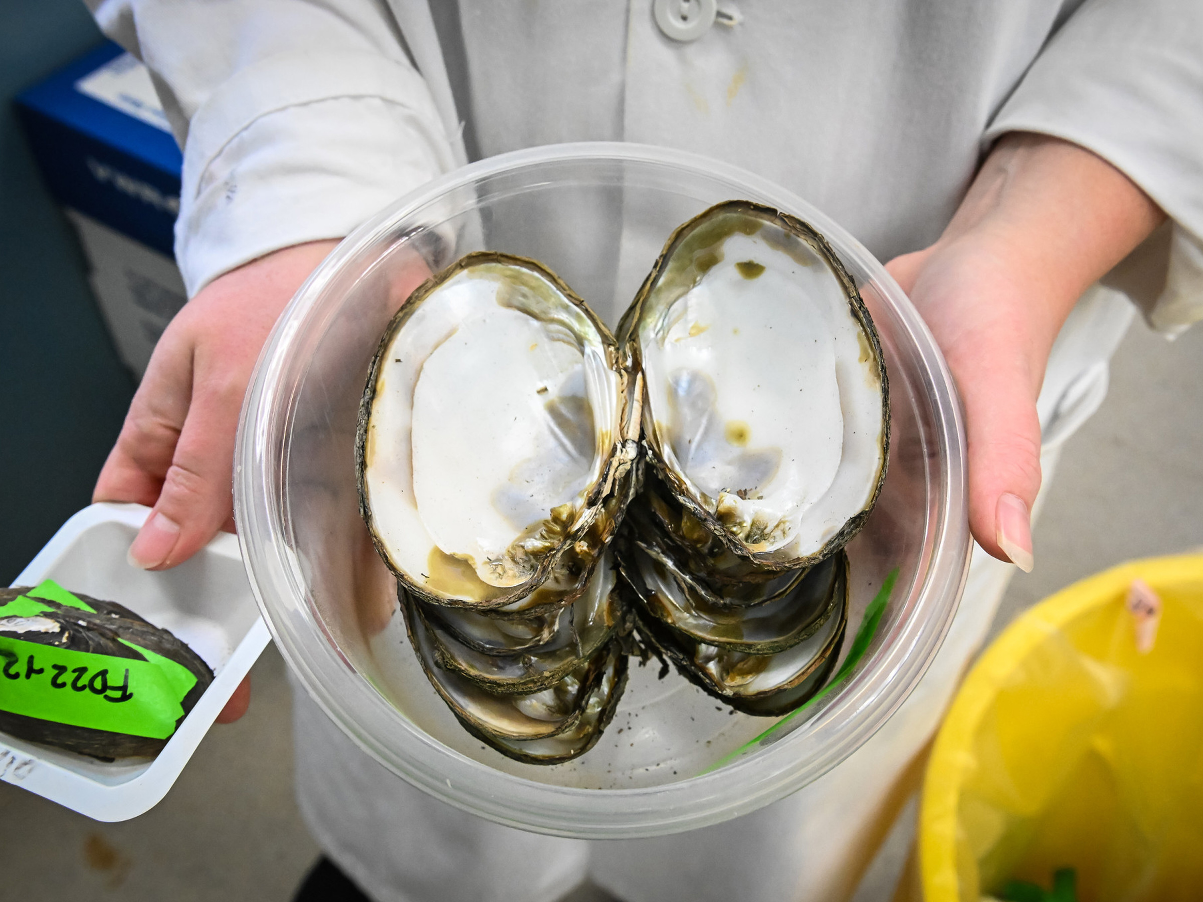 An individual wearing a lab coat holds mussel samples in a plastic container. 