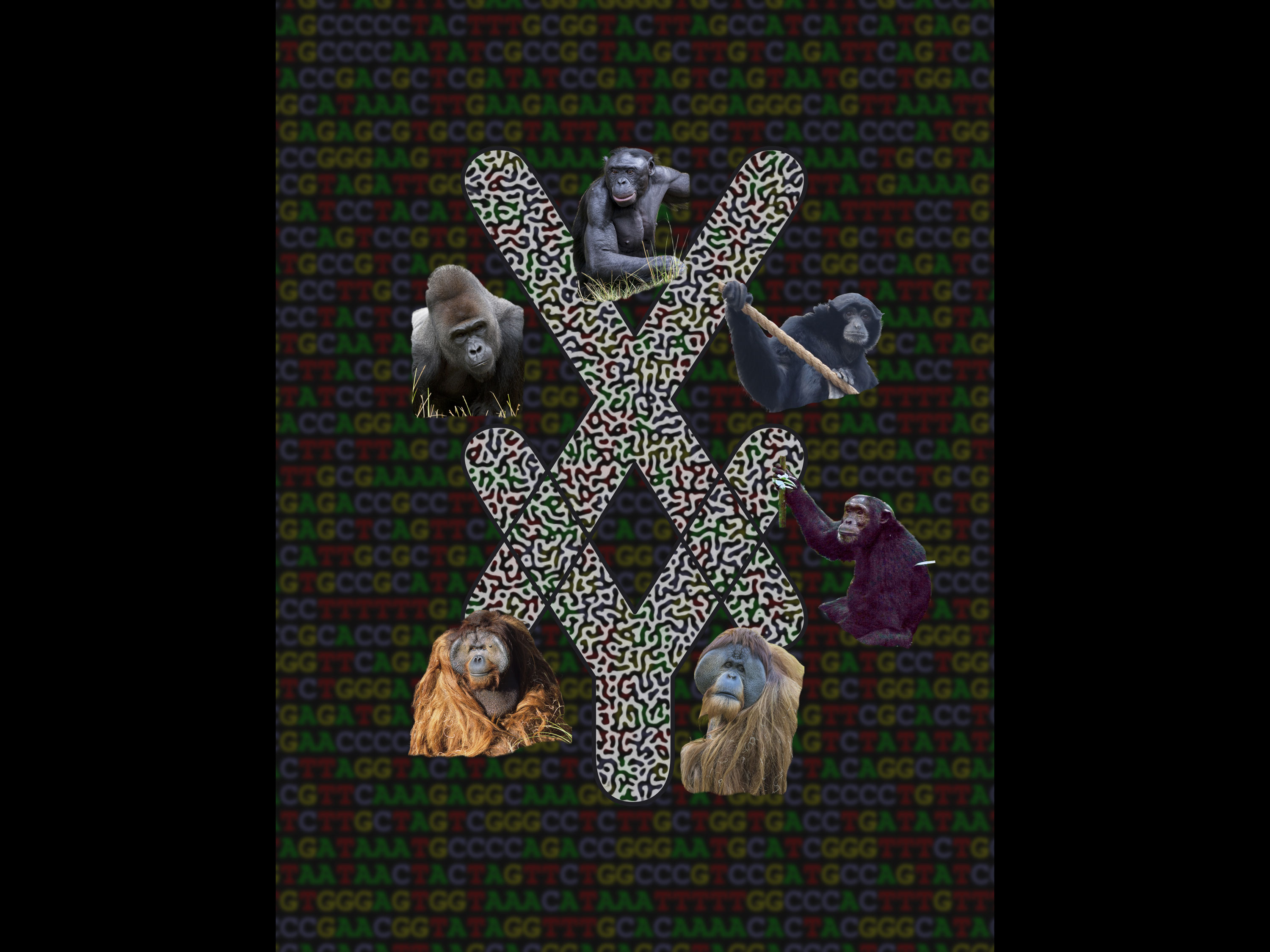 X and Y letters made of DNA alphabet surrounded by images of apes