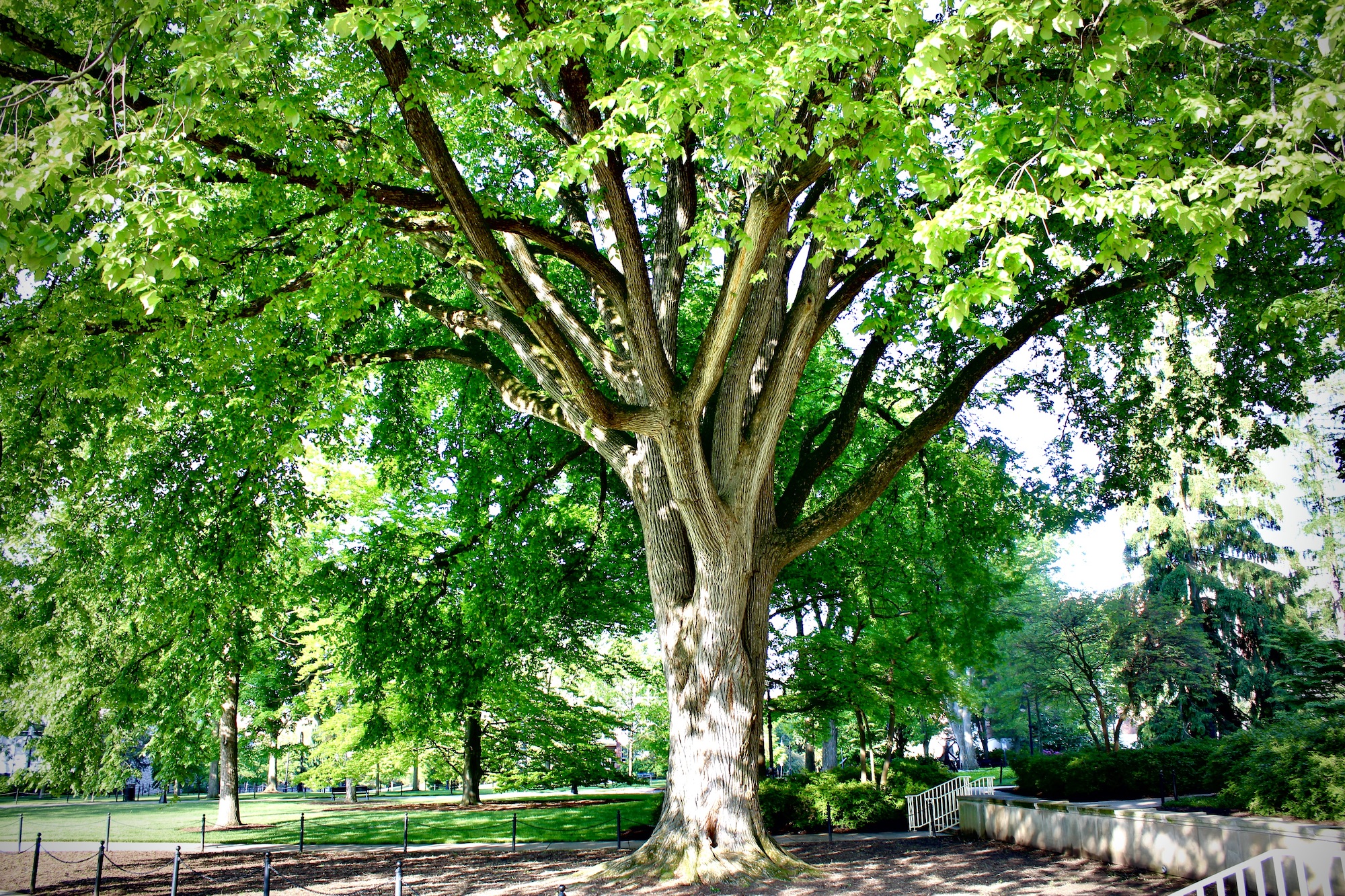 Large elm tree