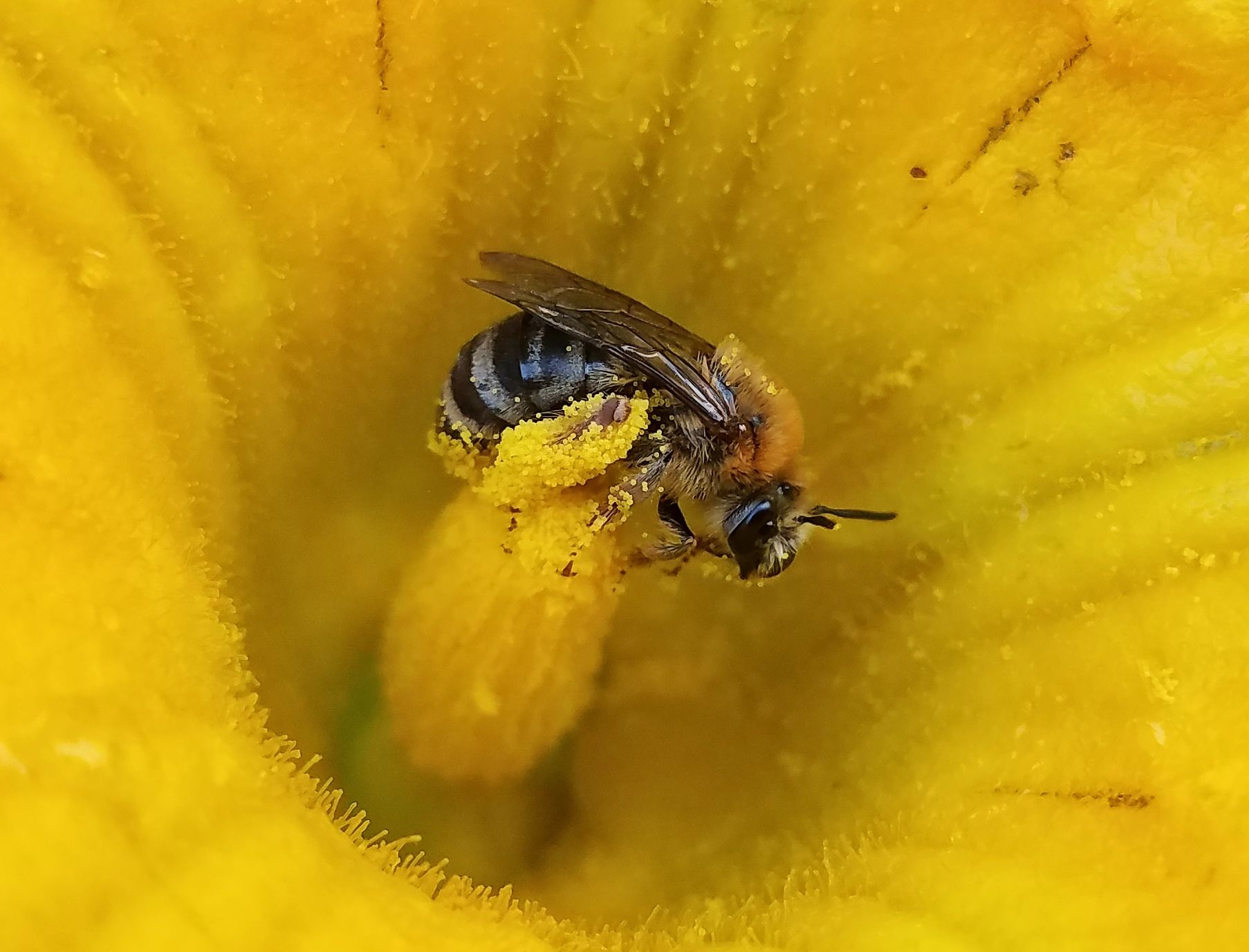 Squash bee female collects pollen on a squash blossom