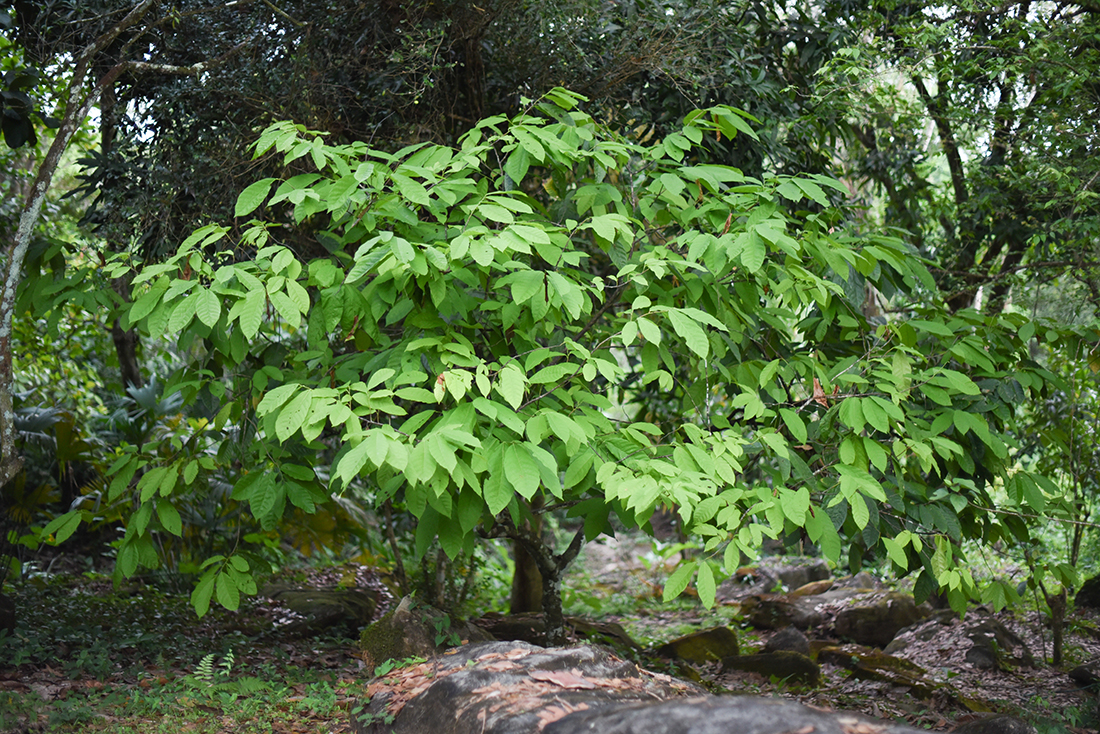 A cacao tree