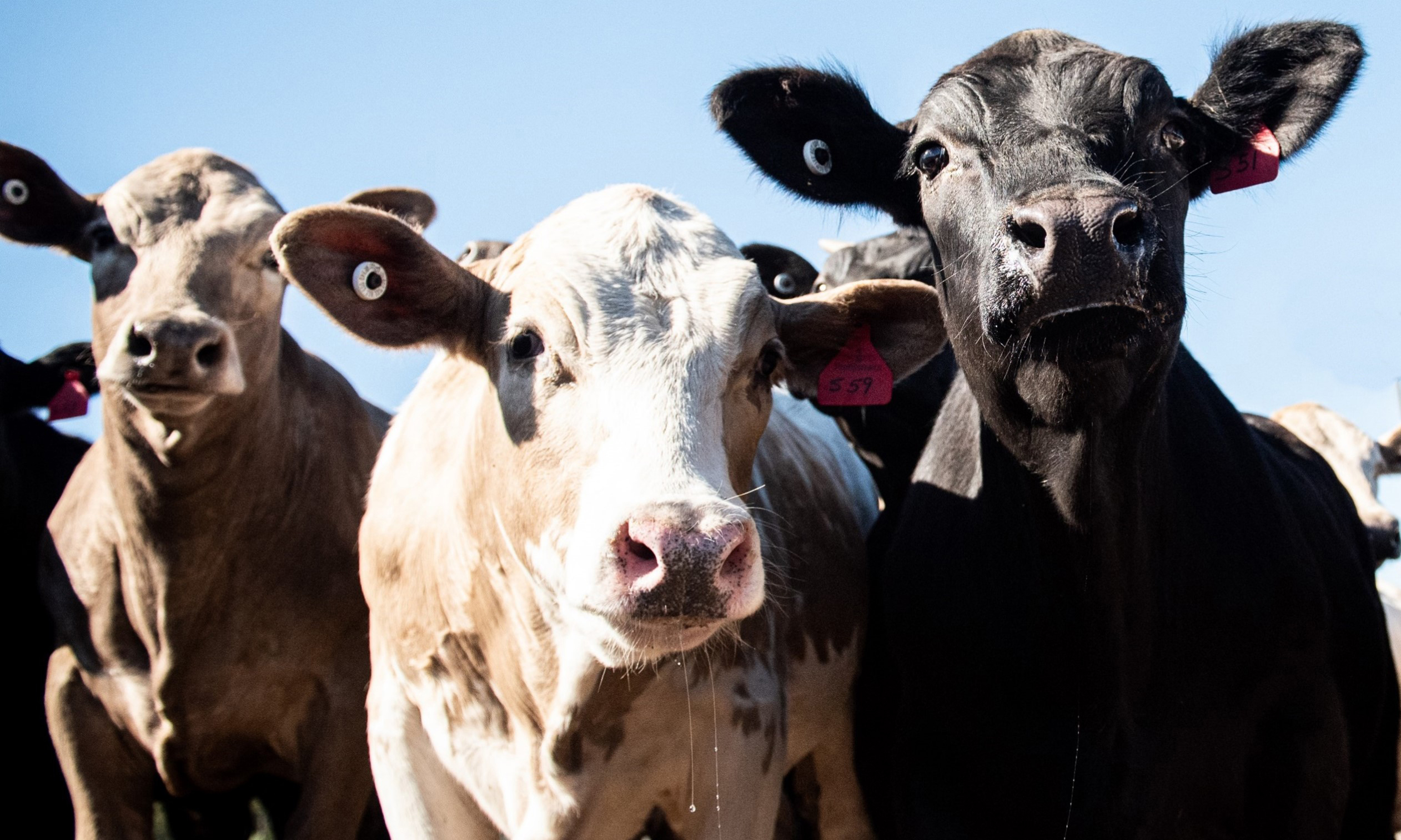 mixed steers