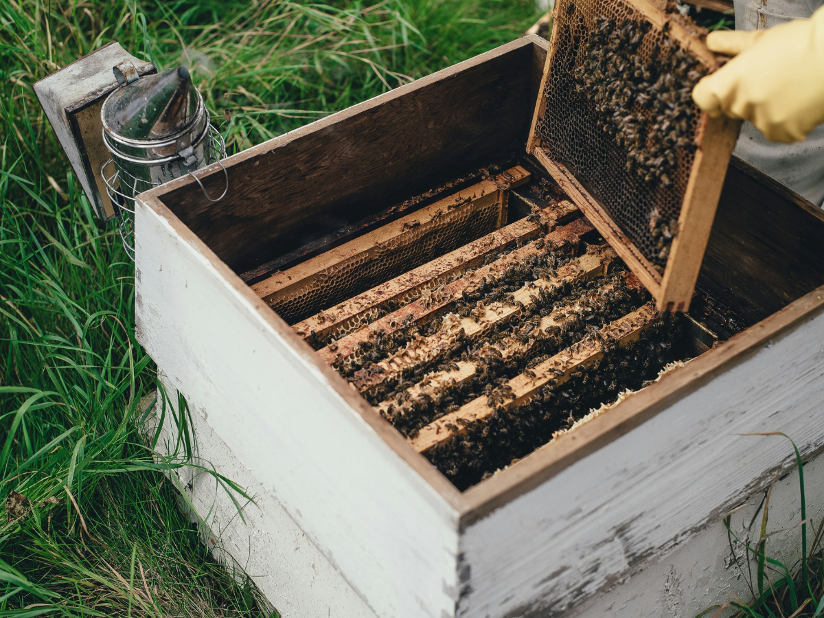 A gloved hand pulling a part of a beehive out of its frame