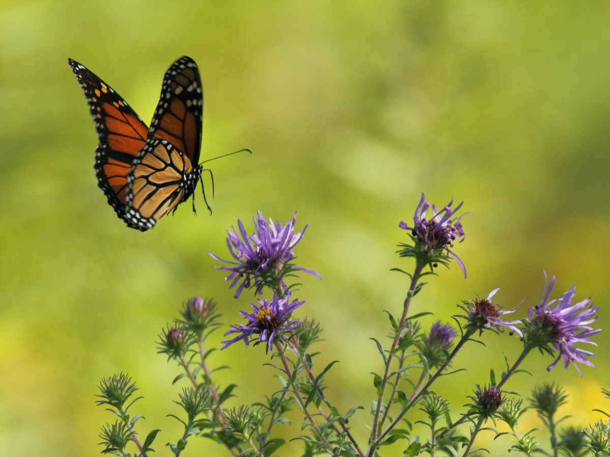 Haiku may shine a light on humans’ relationship with insects, study ...