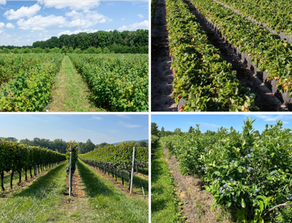 fields of small fruits