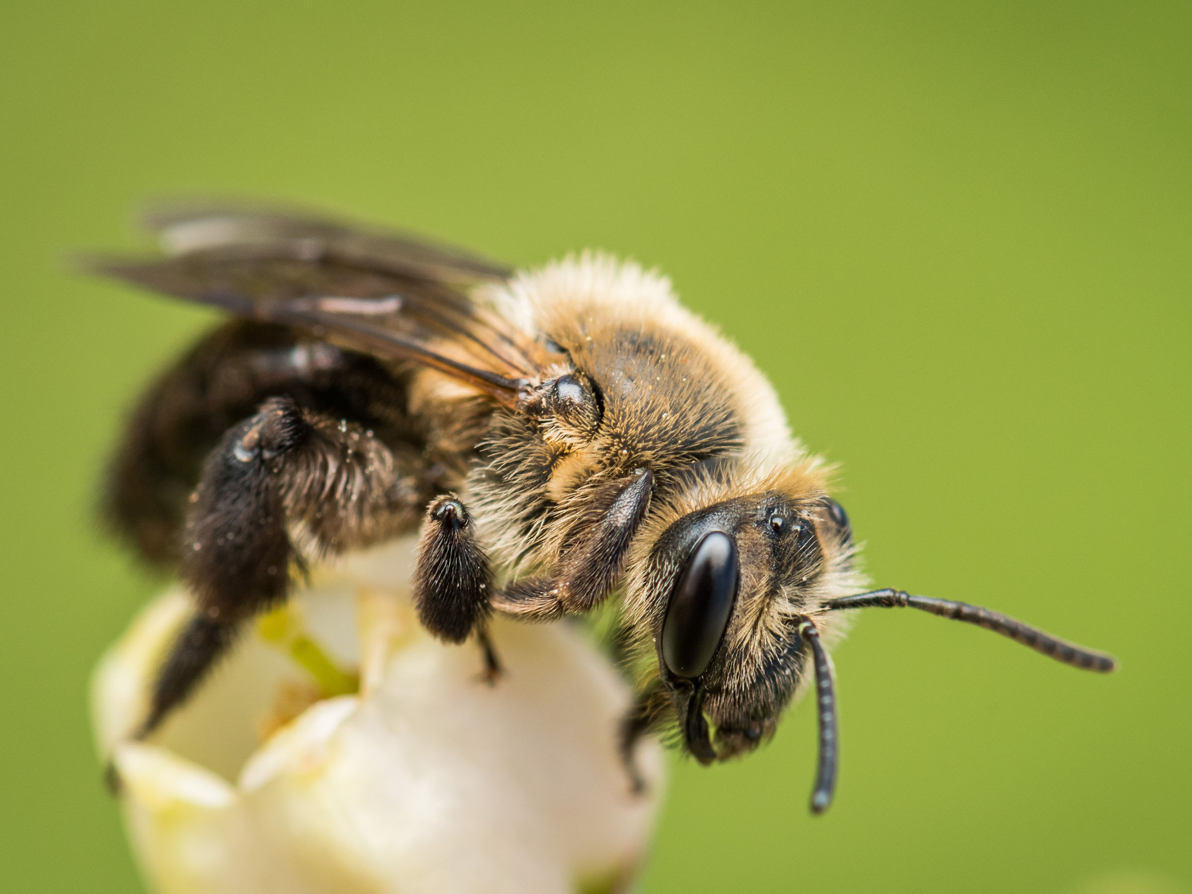 a fuzzy bee on a flower