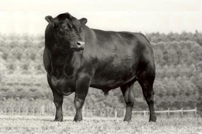 famous bull