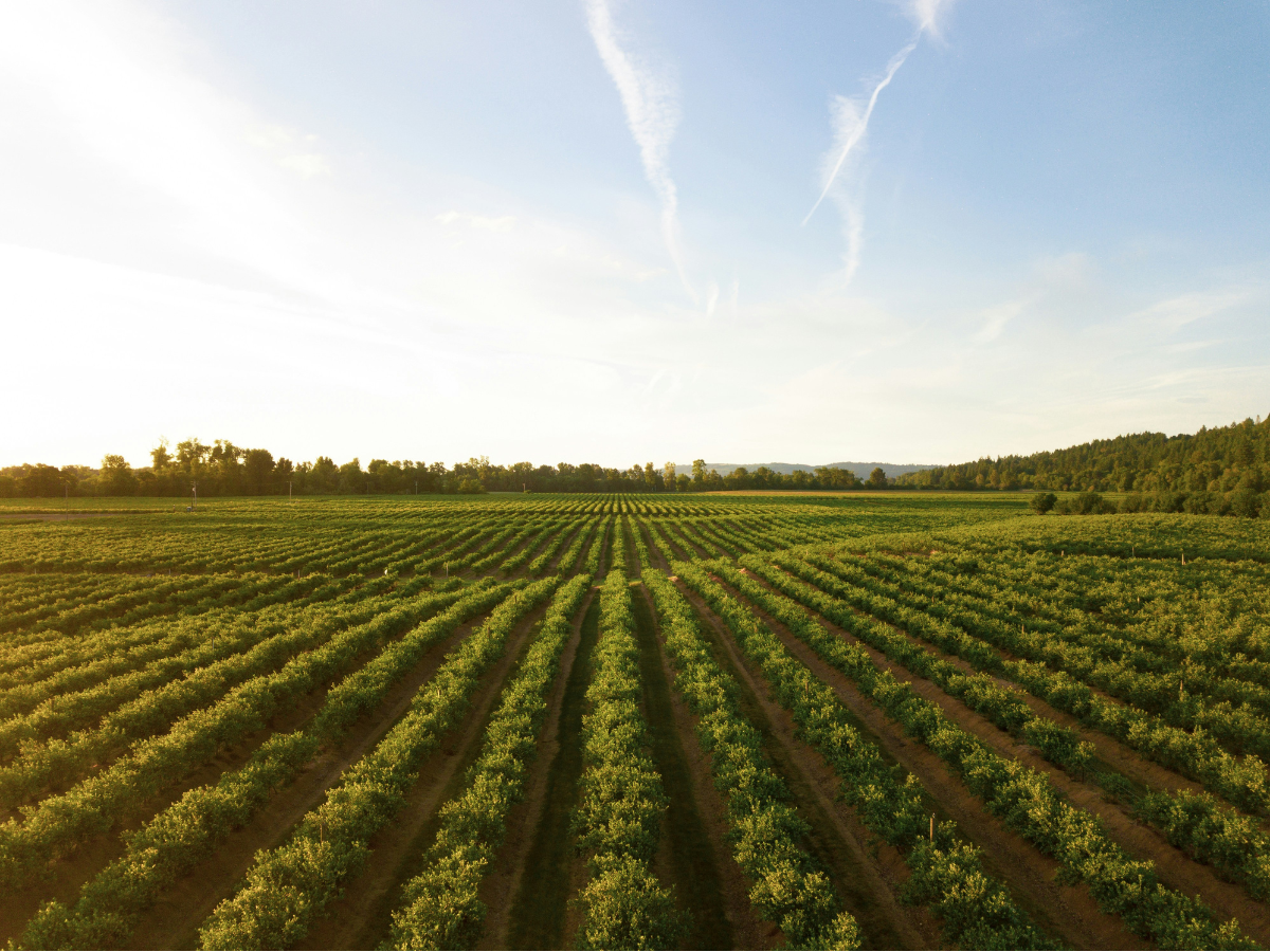 Rolling field with rows of crops under a blue sky