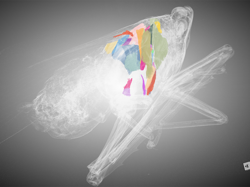 3D model of spotted lanternfly with muscle groups highlighted with different colors