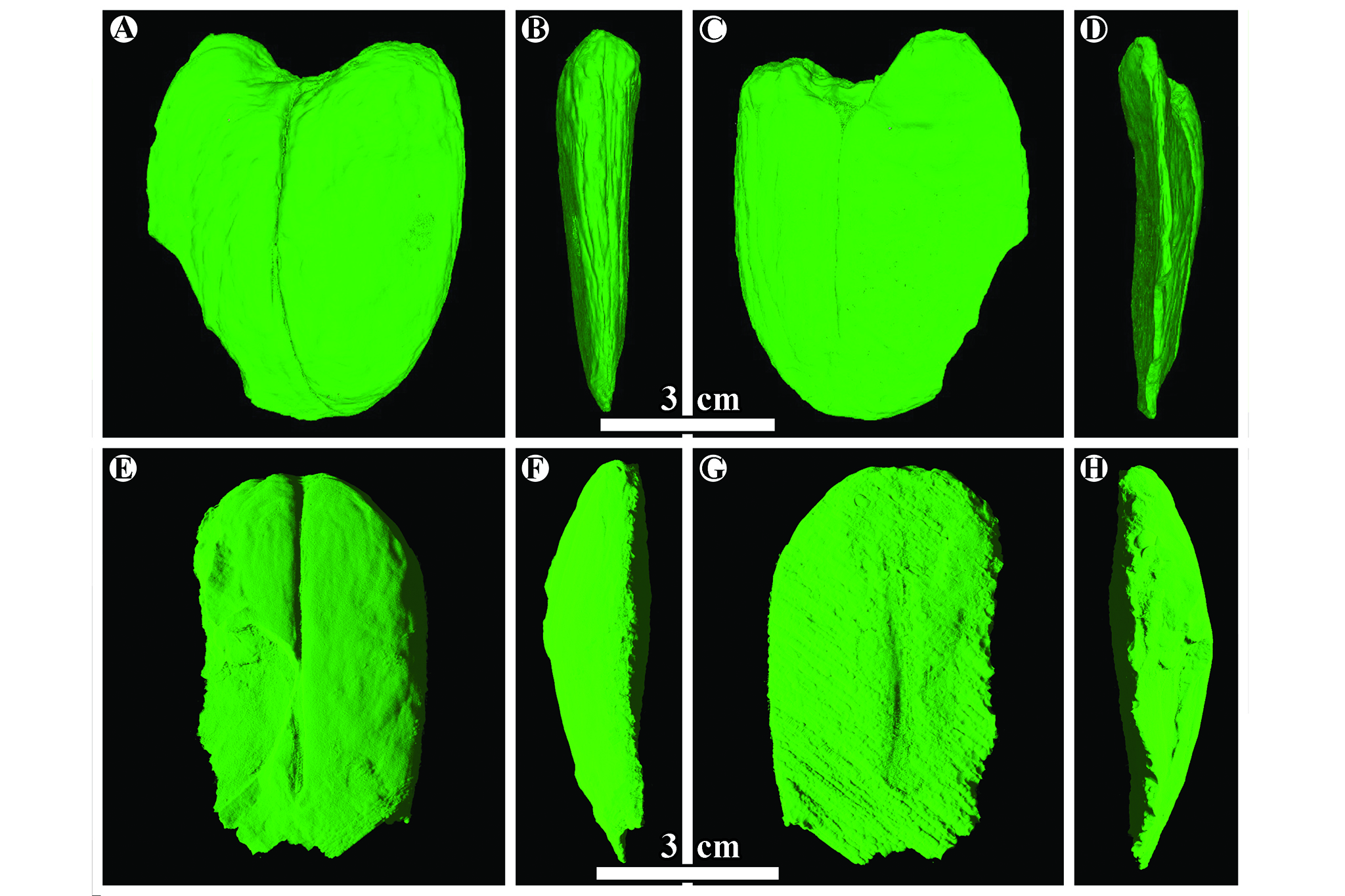 Scans of the a giant fossil legume 