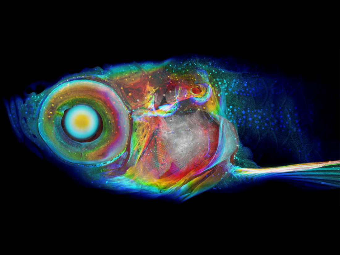 Visualization of a Zebrafish's body, with multiple colors indicating different parts of its body.