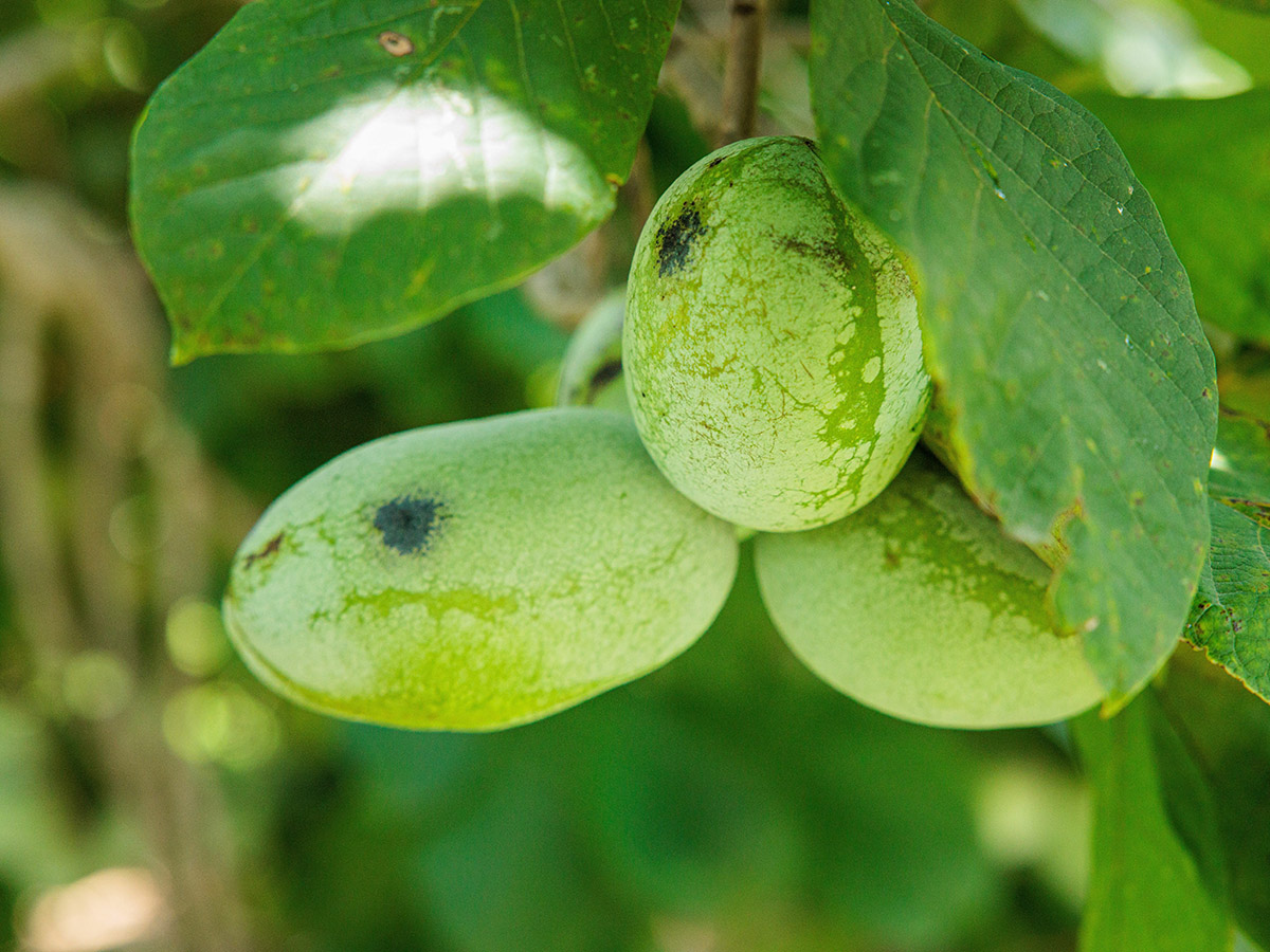 pawpaw fruit tree