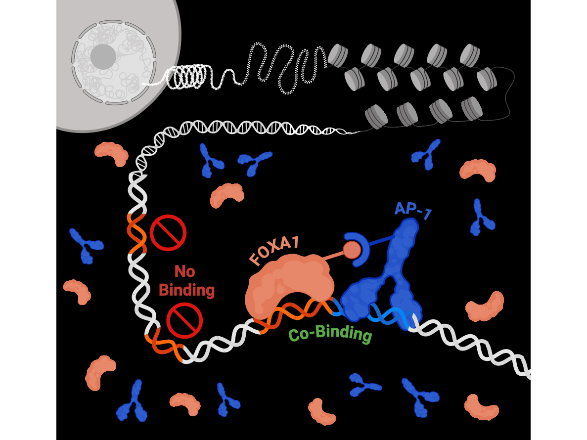 Illustration showing expanded view of chromosome extending from cell binding being bound by transcription factors.