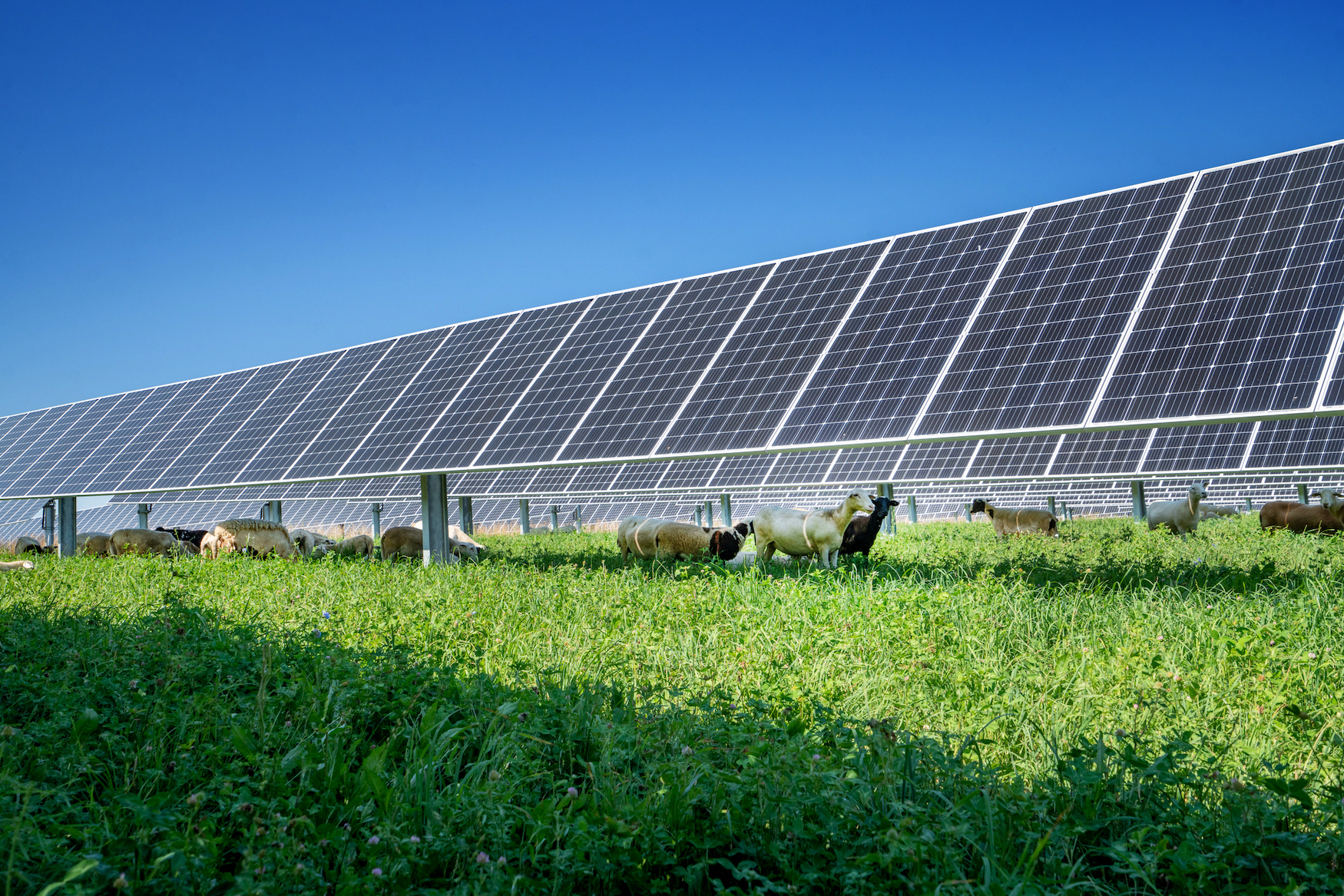 Solar panel array with sheep grazing underneath.