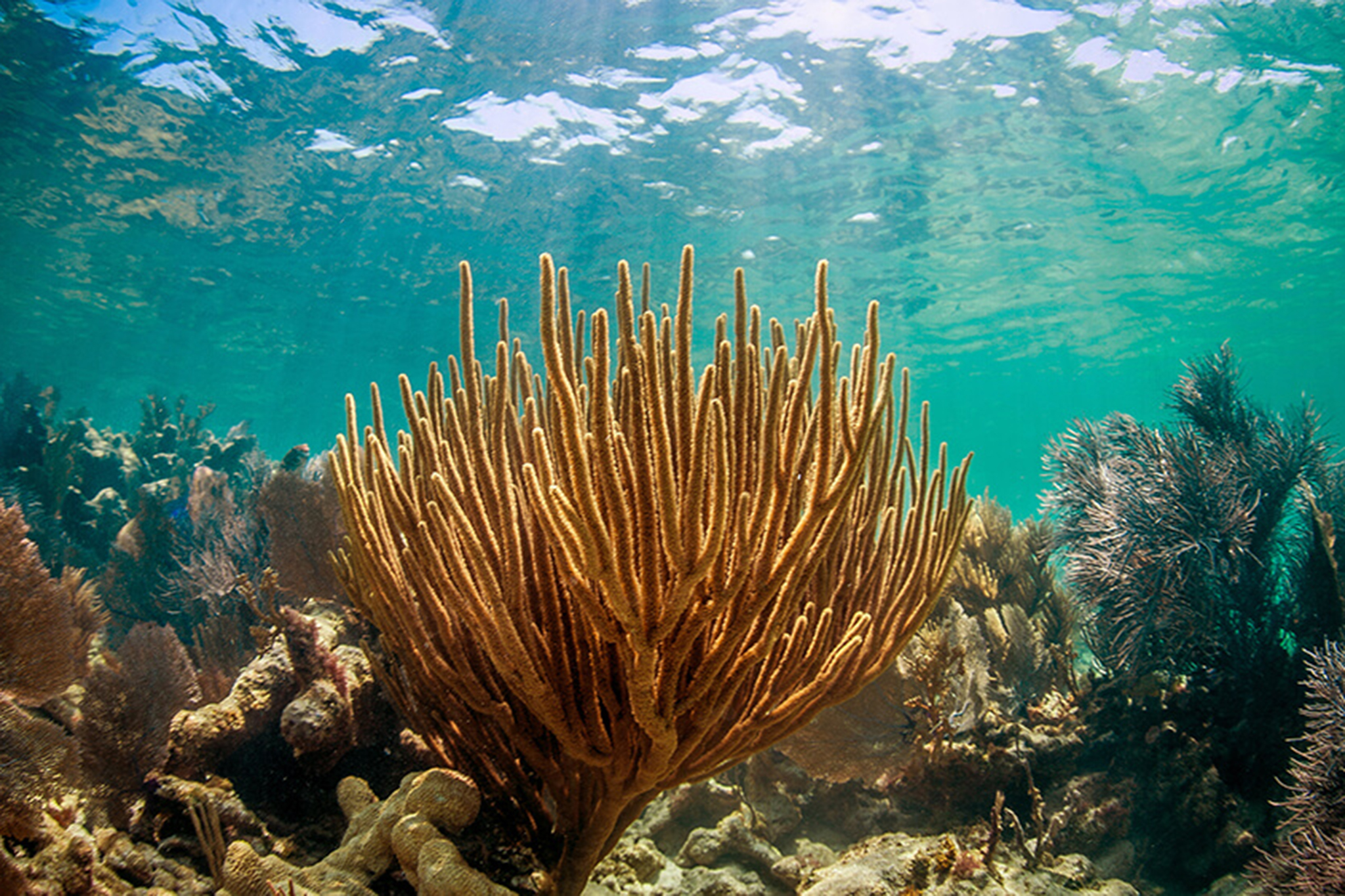 Coral reefs are dependent on clean and clear waters for their growth and survival