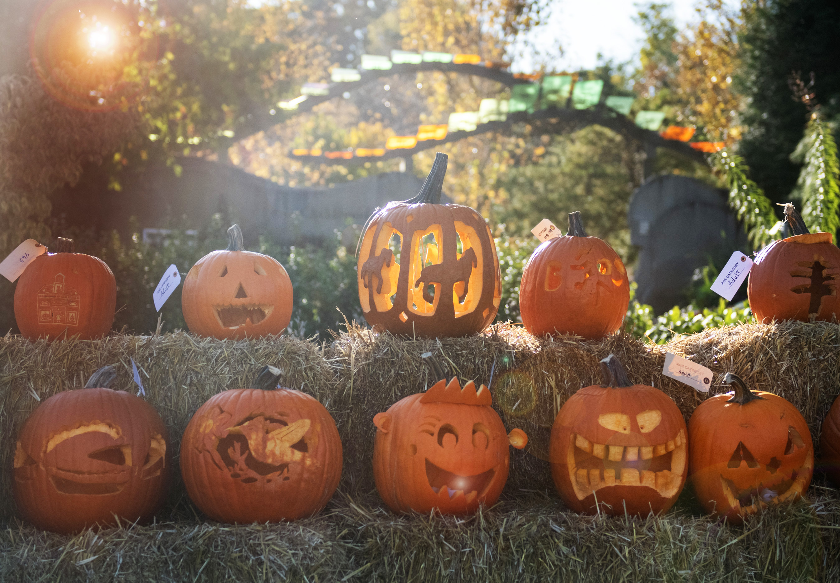 jack o lantern contest arboretum