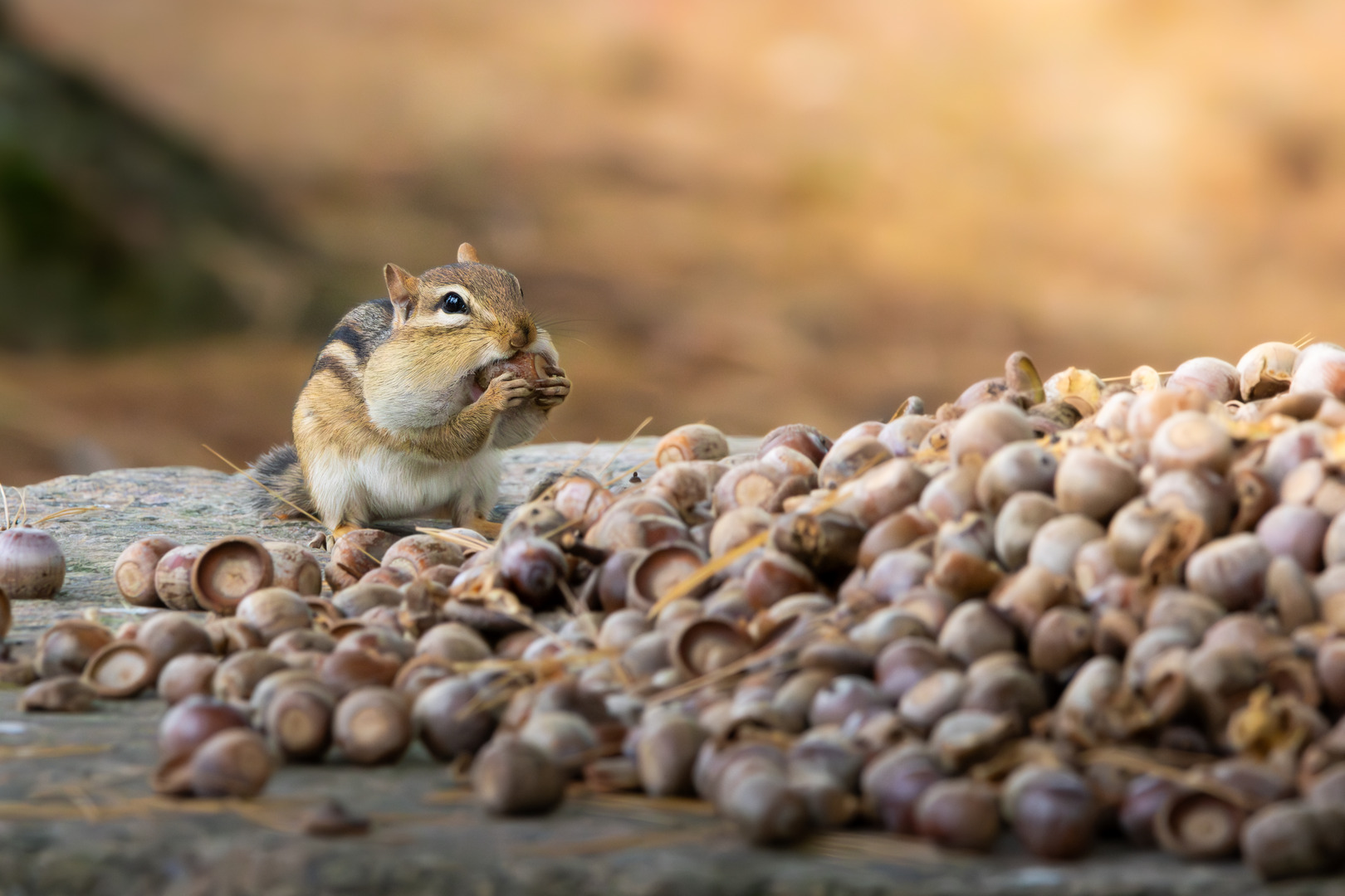 A chipmunk with filled cheeks eats an acorn from a large pile