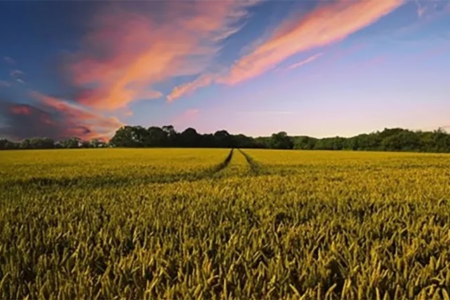 A farmers field under a colorful sunrise of pink, blue and orange 