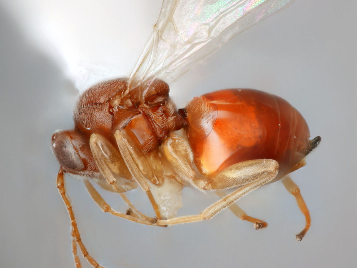 Close up photo of a red gall wasp