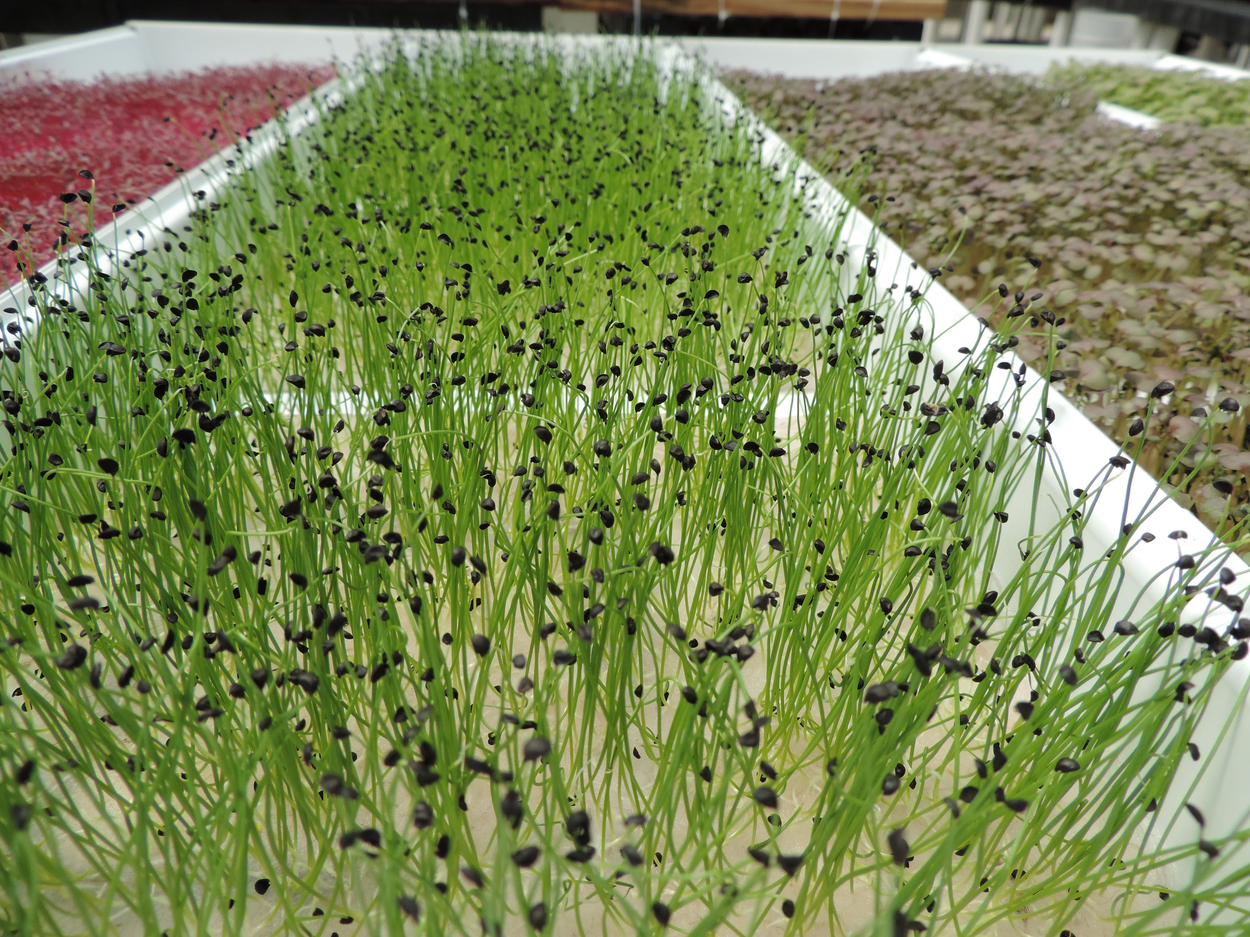 Microgreens growing in a greenhouse