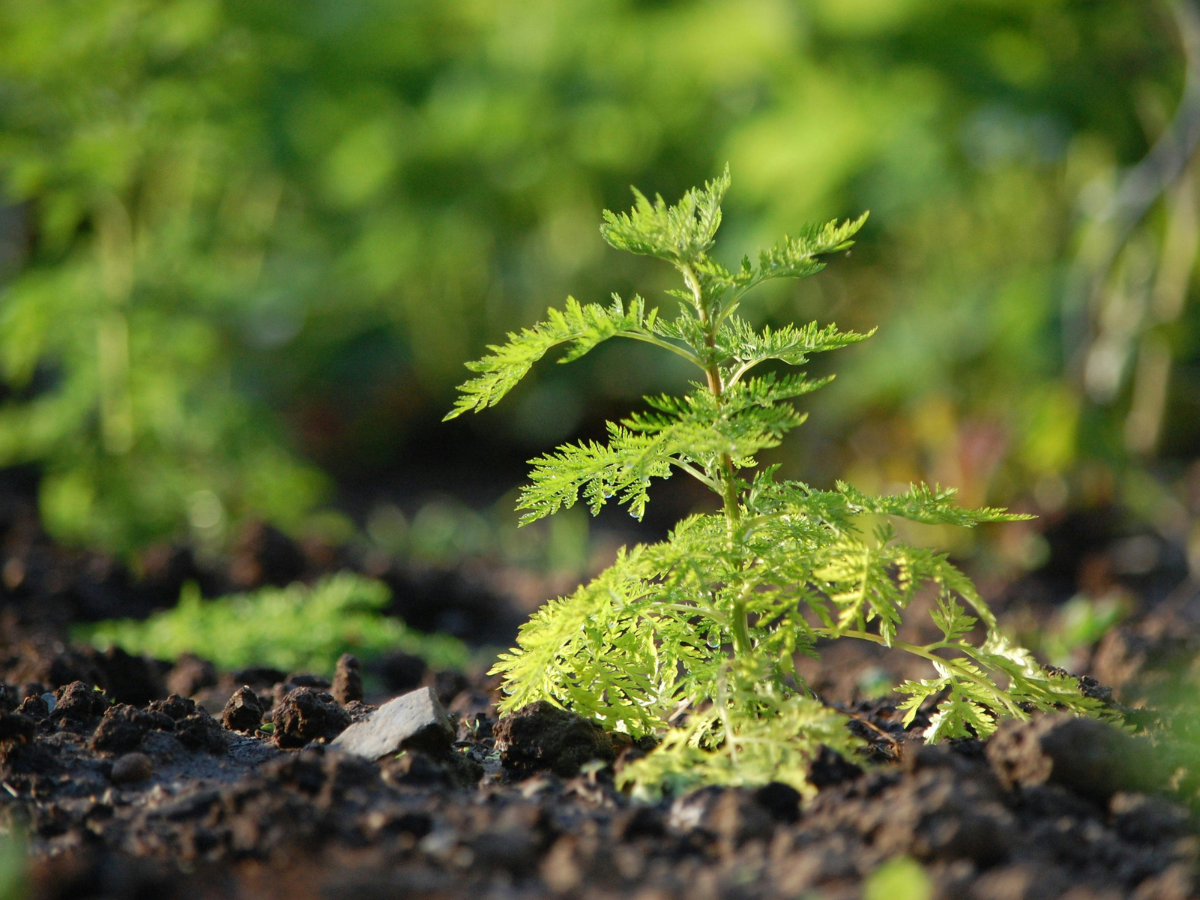 Artemesia plant growing in the soil