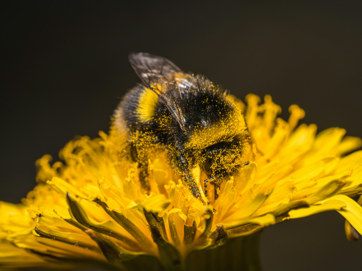 Bumble bee feeding on a yellow flower