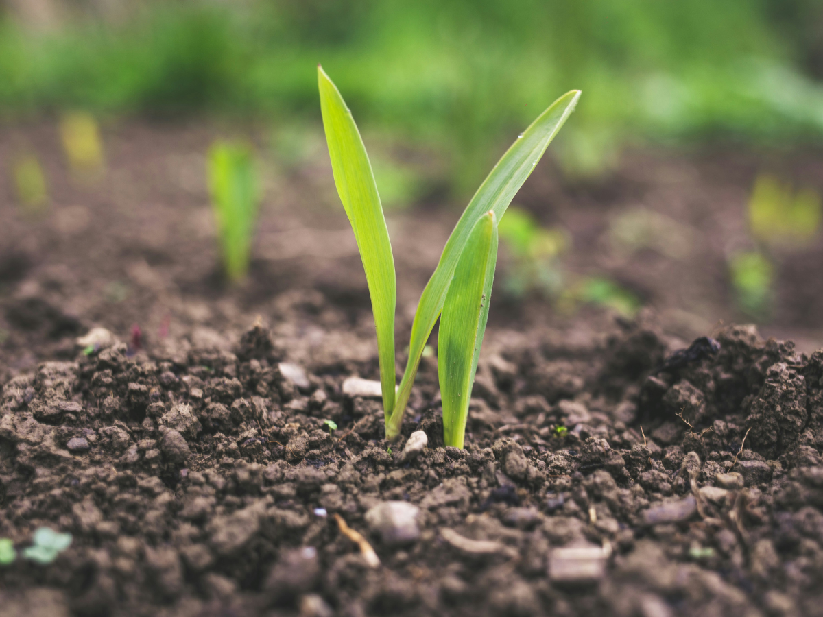 Close up photo of a seedling growing in the dirt