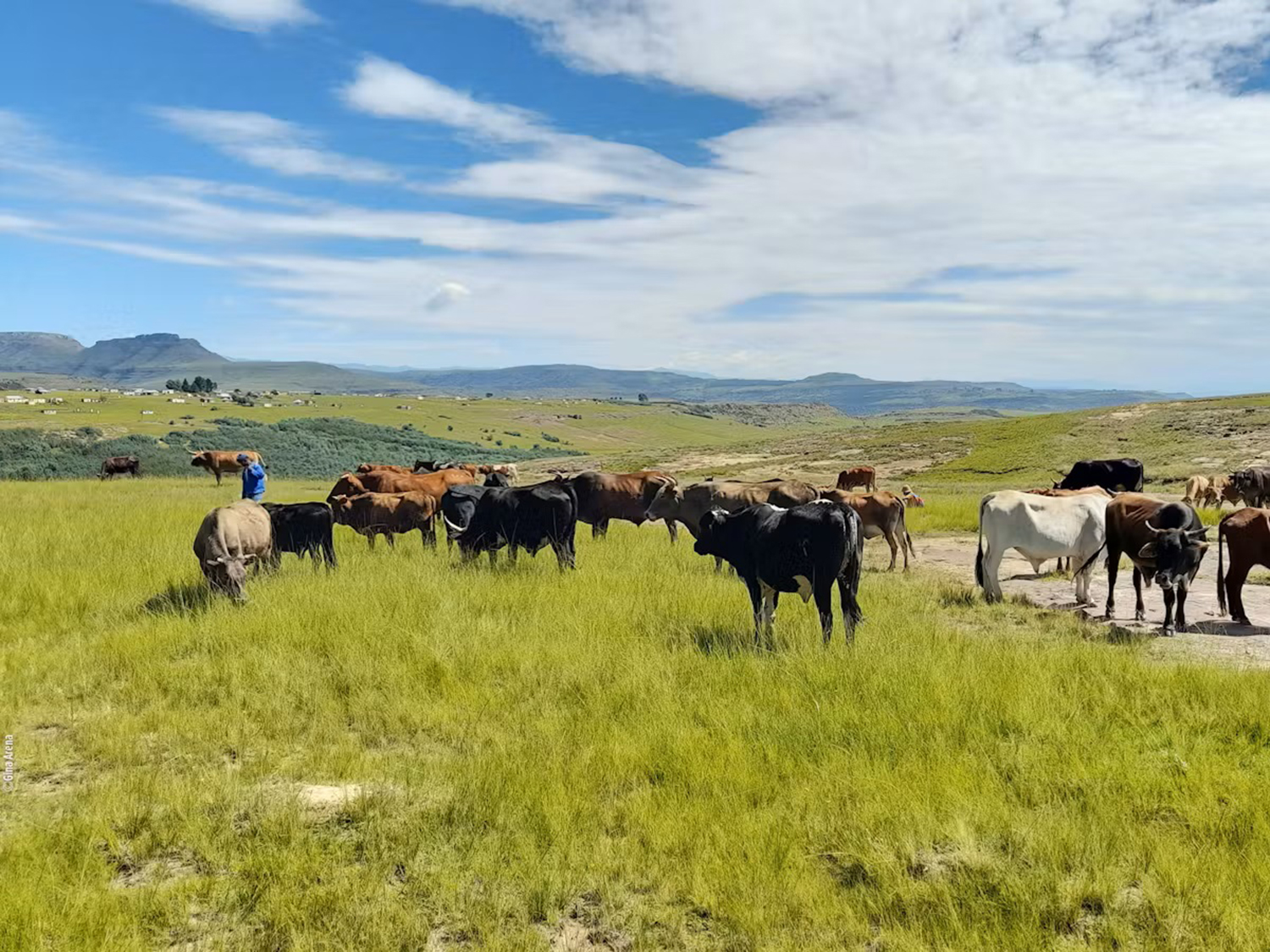 Rangeland in South Africa