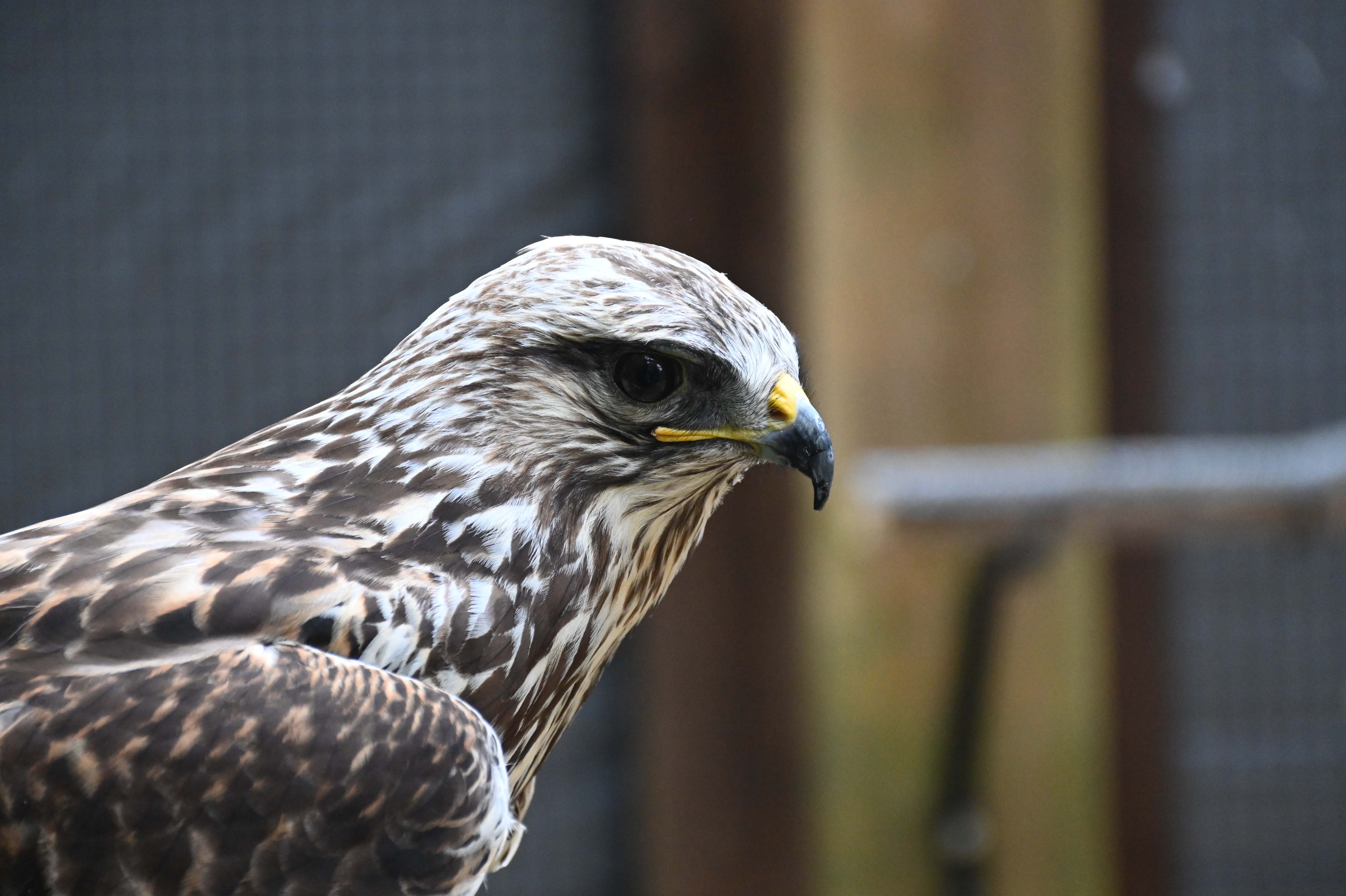 Closeup photo of a raptor named Alder