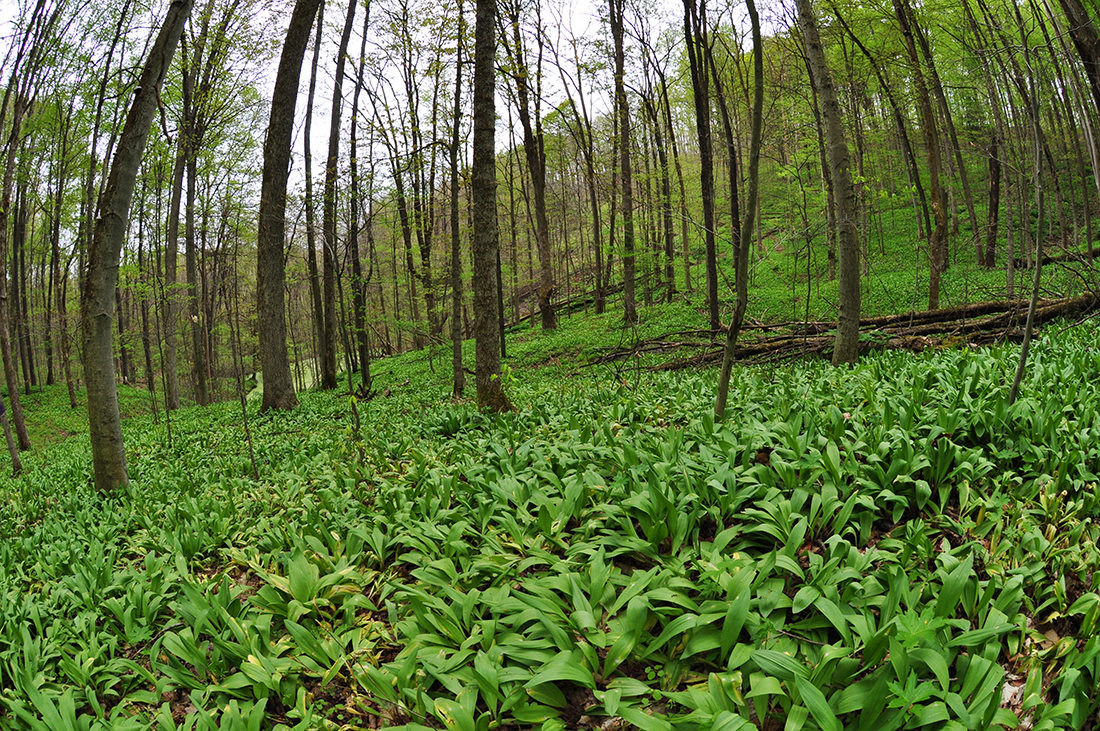 forest floor plant