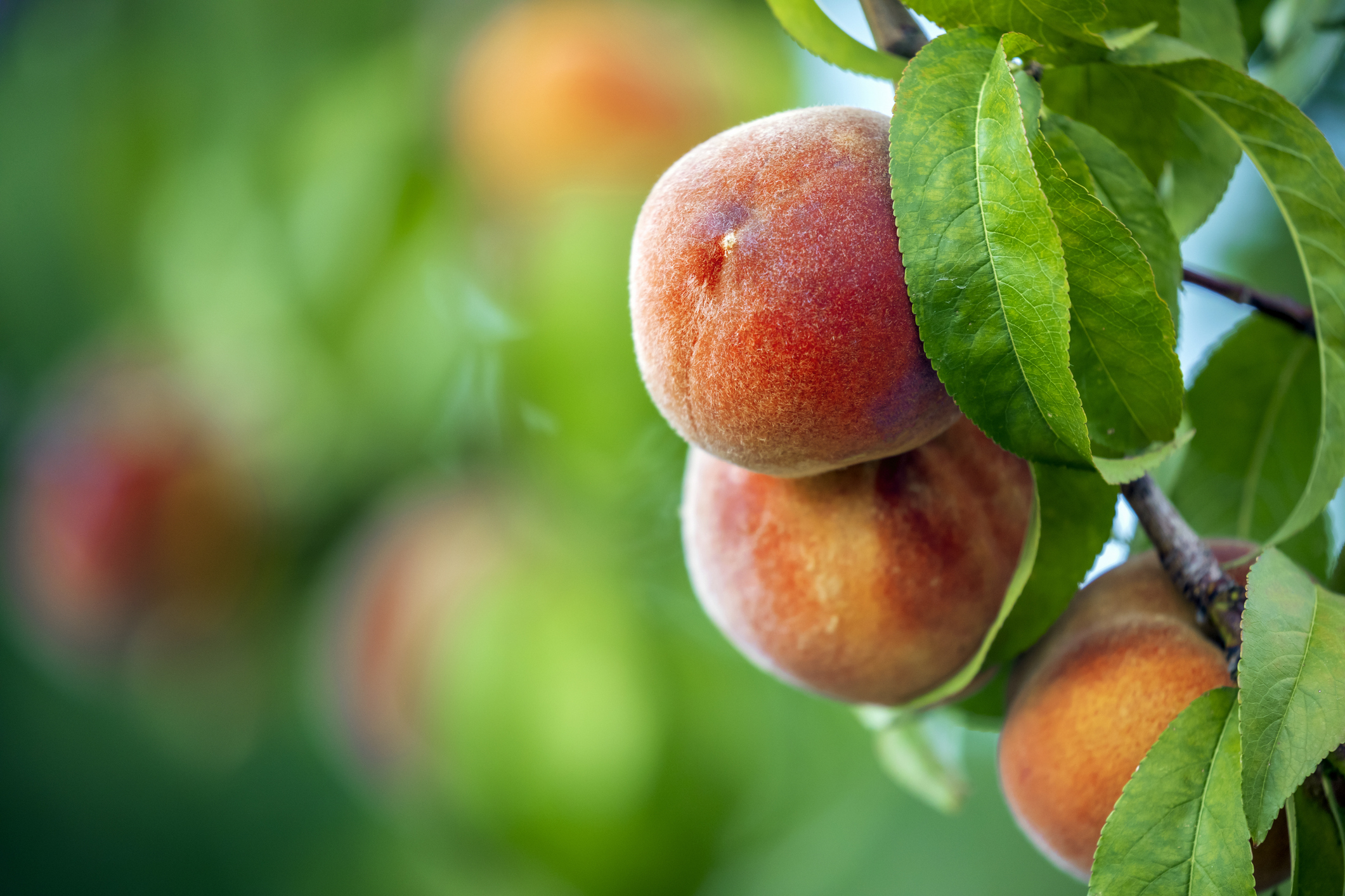 Peaches Spread Across North America Through Indigenous Networks