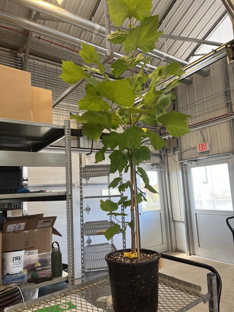 Small tree in a pot