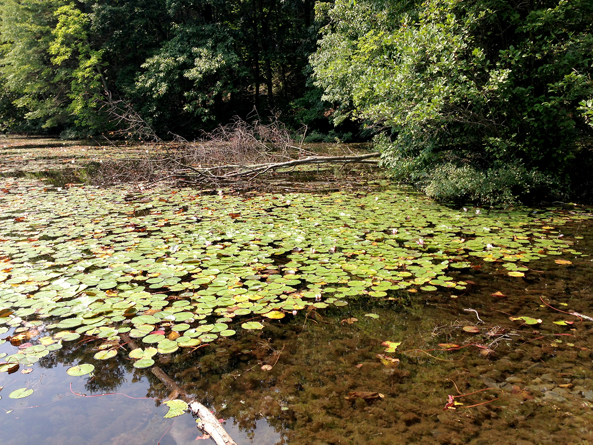 Lilypads in a lake