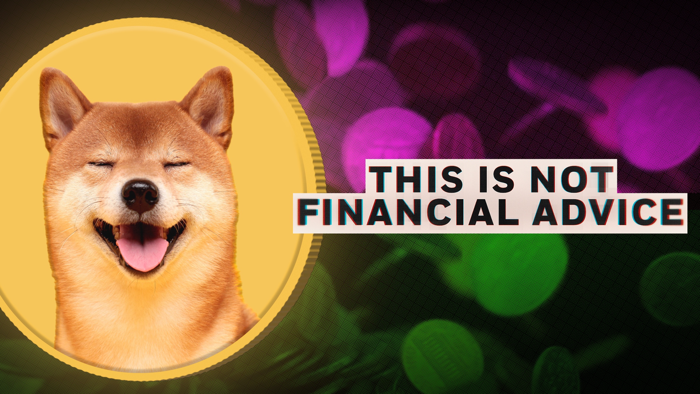 Picture of Shiba Inu breed of dog and the words This is Not Financial Advice