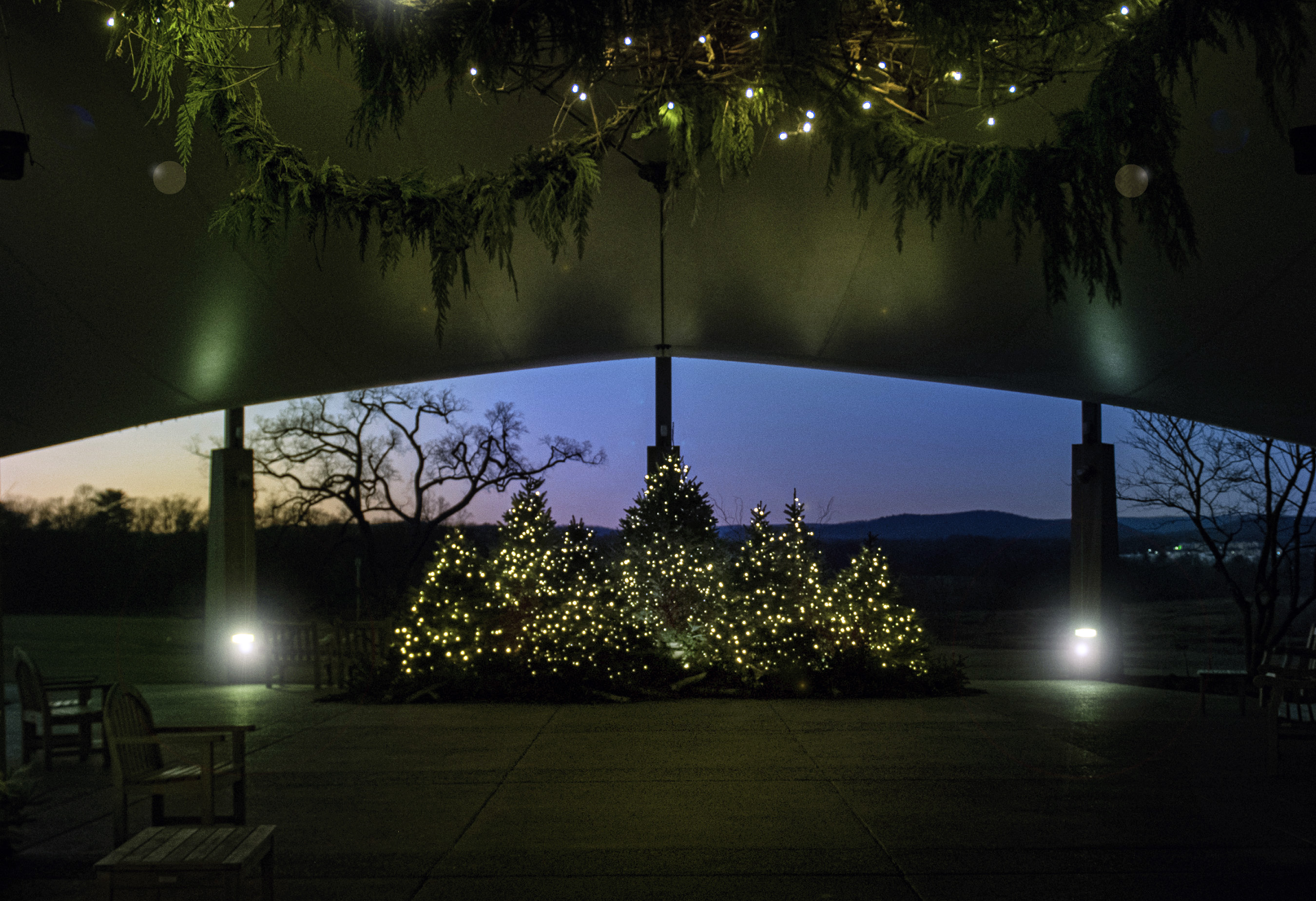 Fir trees decorated with sparkling holiday lights against night sky