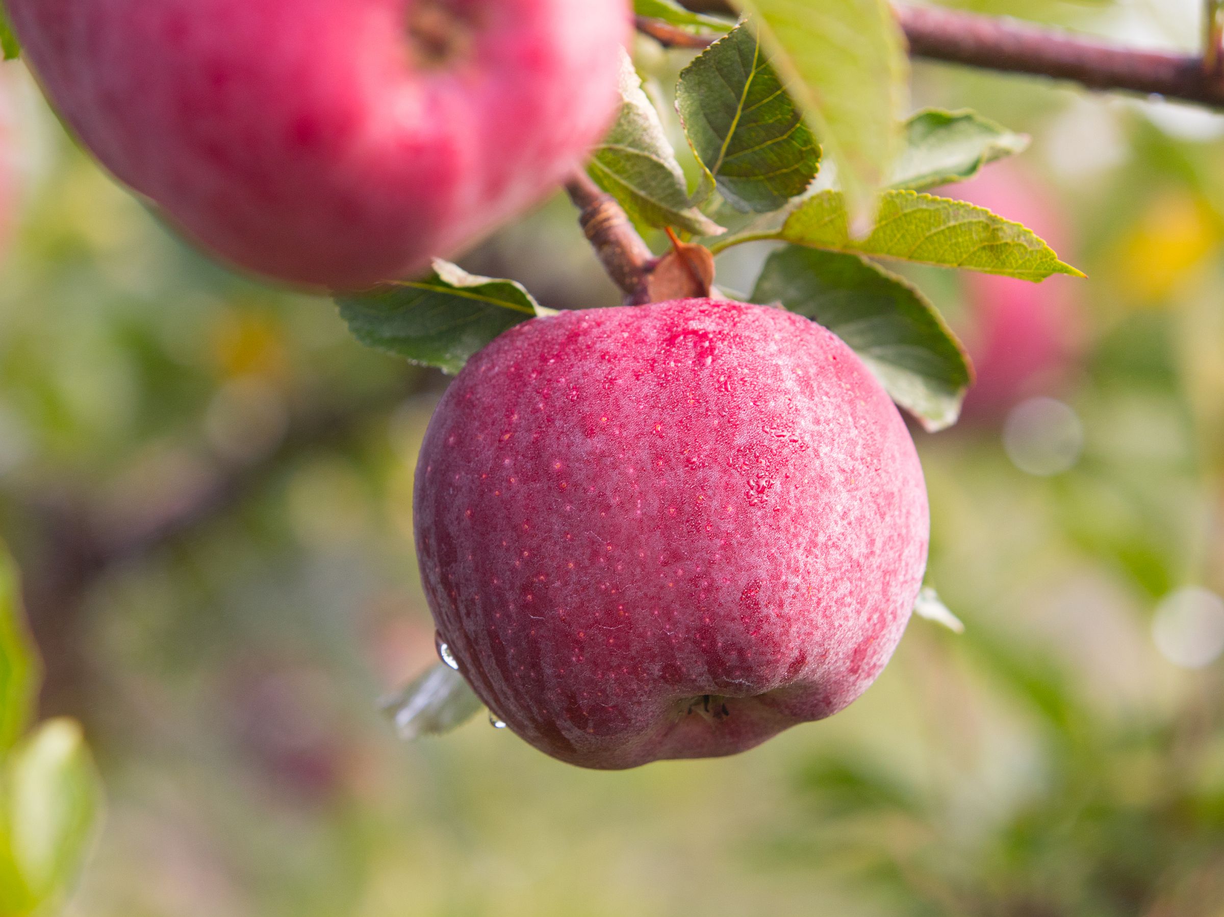 red delicious apple