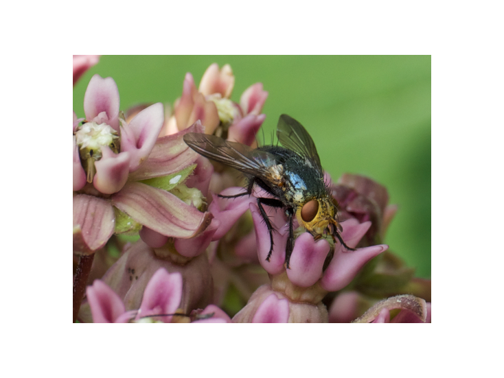 地球の気温上昇に最も弱い花粉媒介者はハエであるとの研究結果(Pollinators most vulnerable to rising global temperatures are flies, study shows)