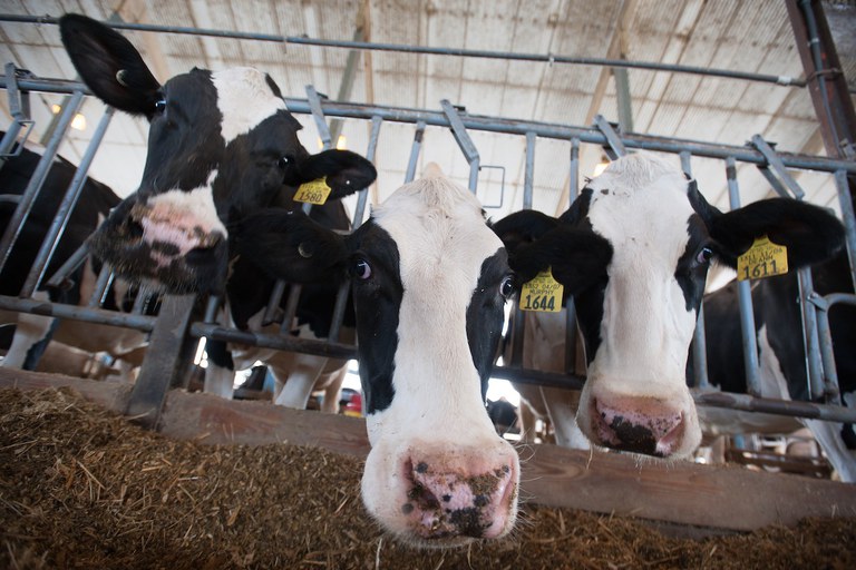 Dairy cows in a cow barn