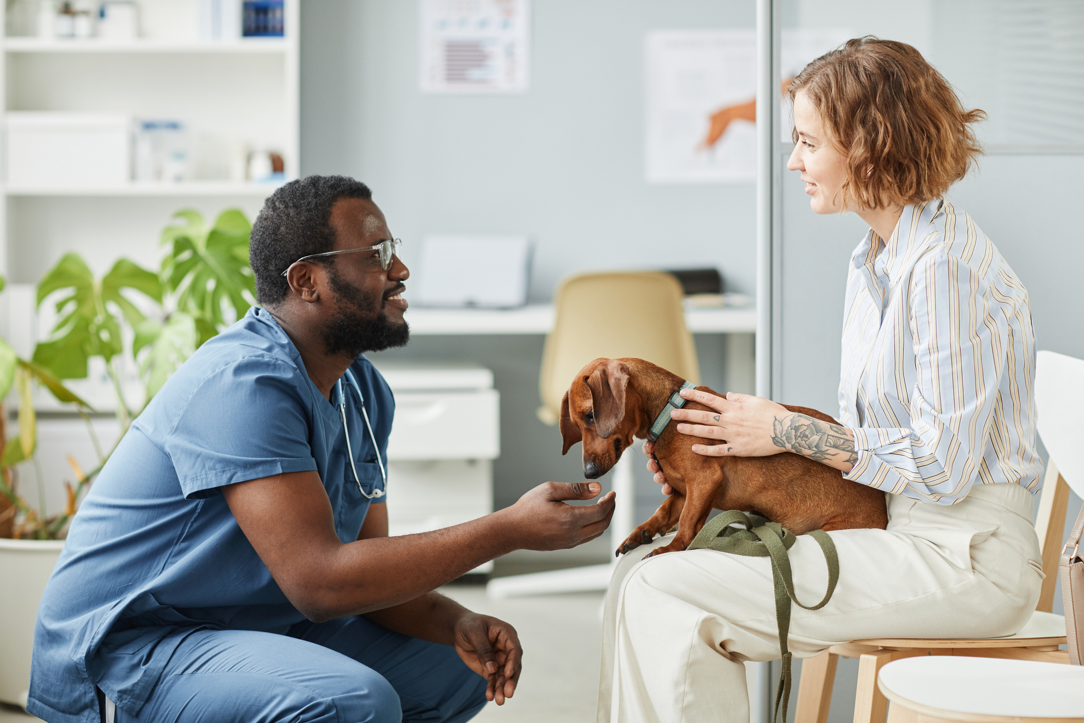 抗菌剤耐性サルモネラ菌の拡散者として見過ごされがちなペット犬(Pet dogs often overlooked as spreader of antimicrobial-resistant Salmonella)