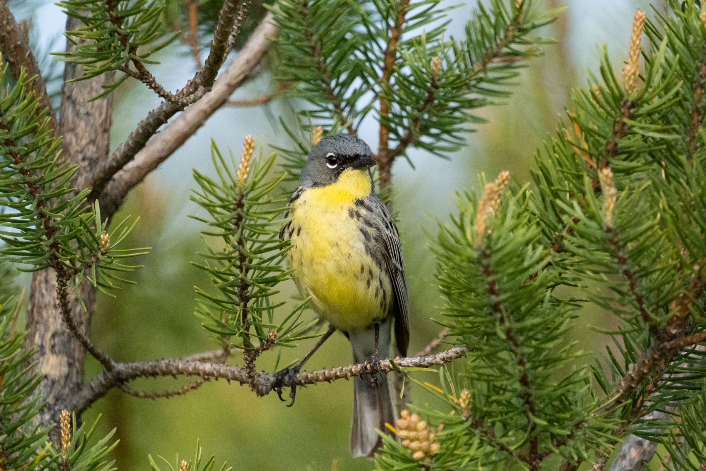 Kirtland's warbler sits in a tree