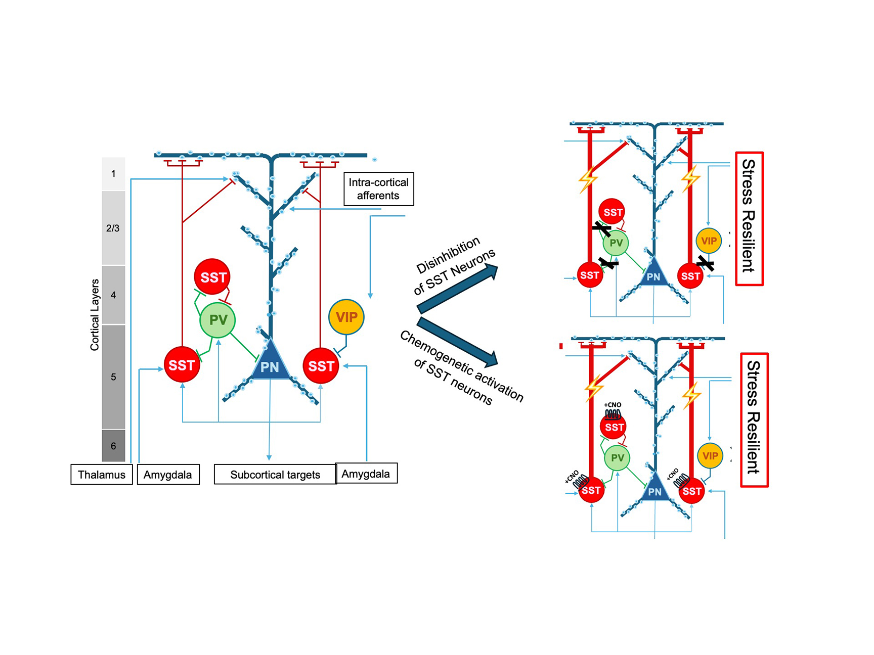 Schematic of cortical microcircuit showing connections among neurons and how activation of SST neurons leads to stress resilience