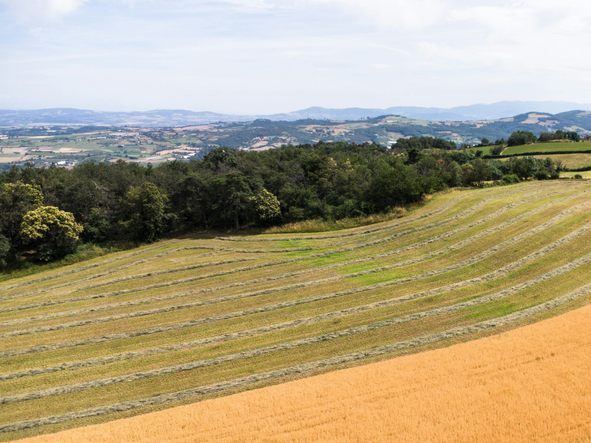 A rolling landscape of grass and wheat with mountains in the background