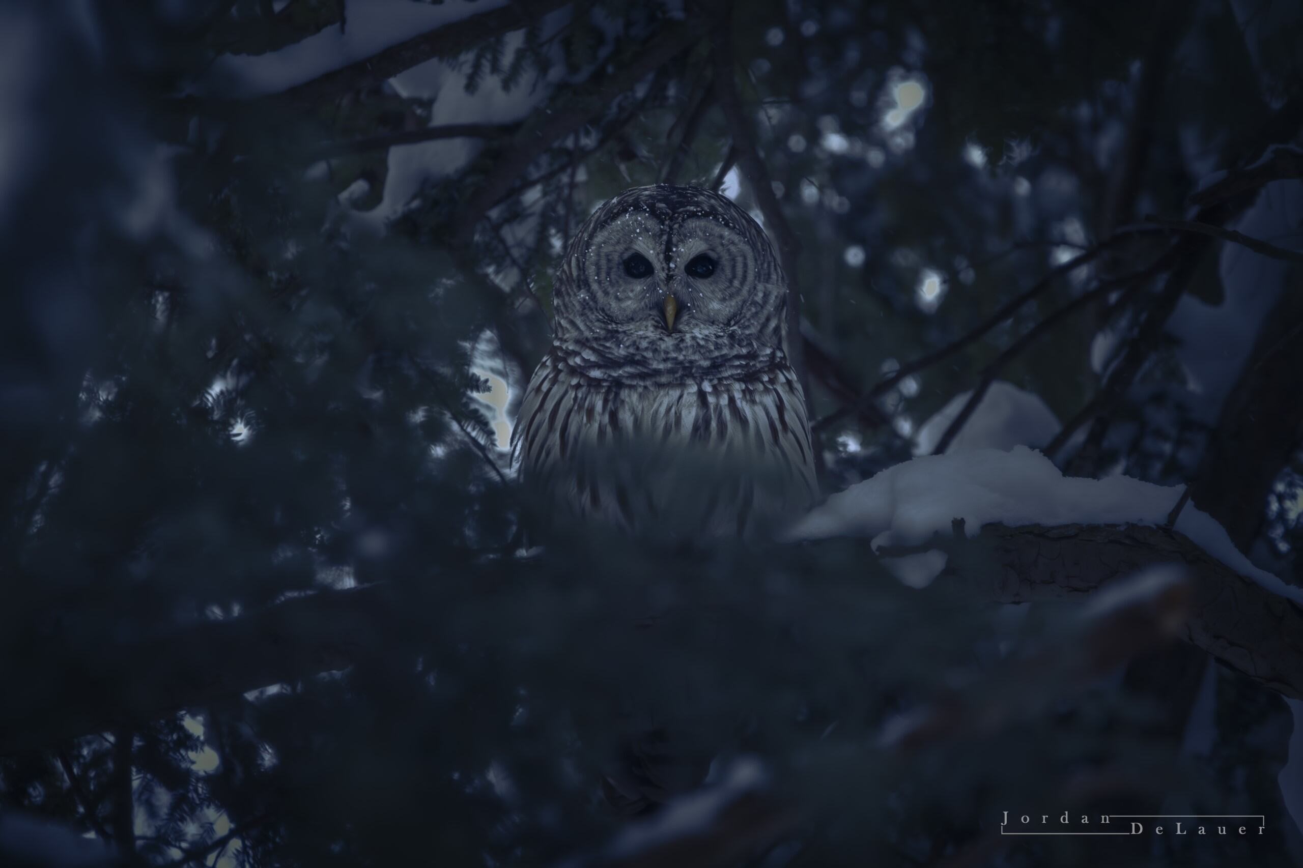 A barred owl hiding in a tree at Penn State Behrend