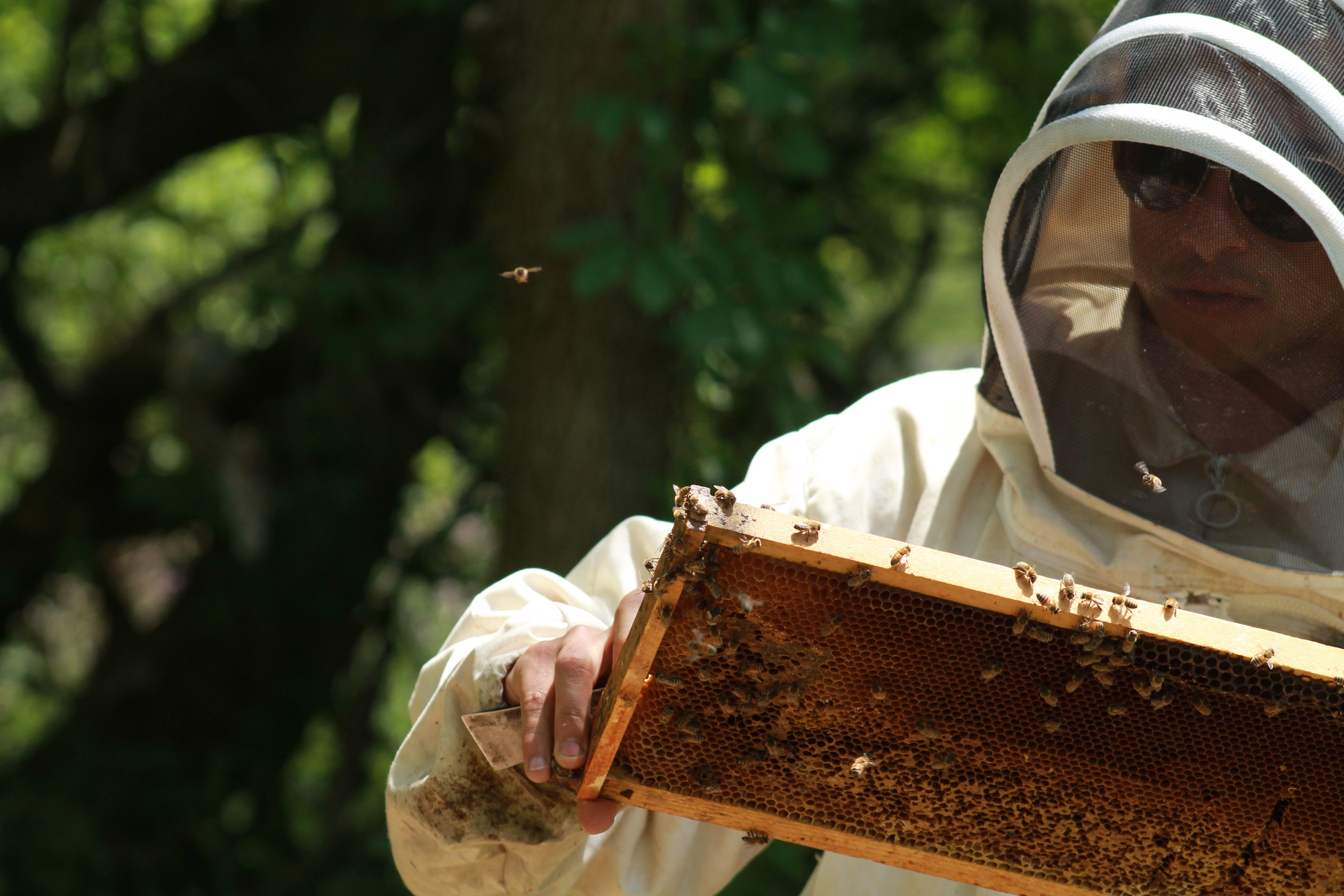 Person in beekeeping protective gear inspecting a hive